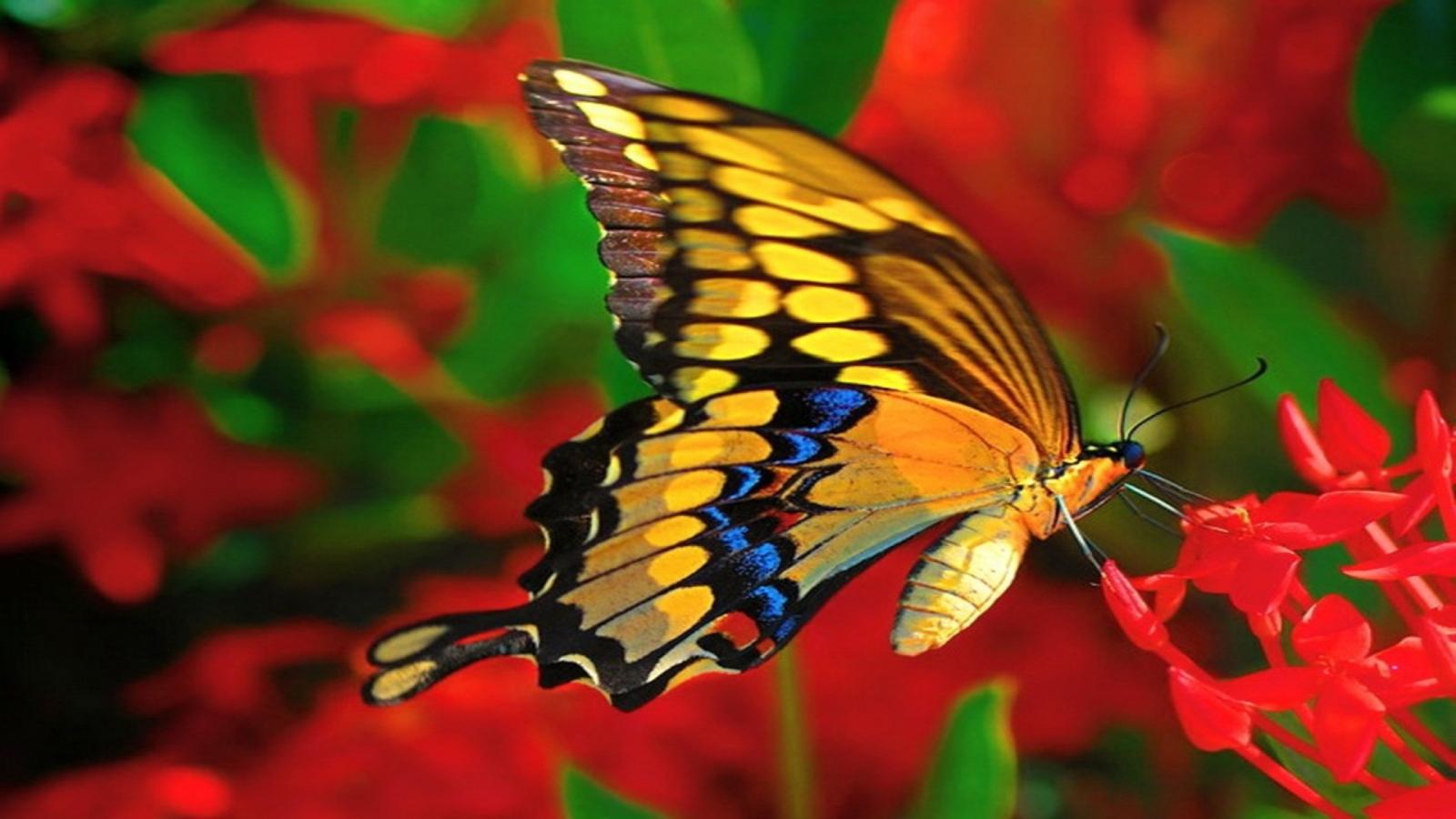 Free download wallpaper Flower, Close Up, Insect, Butterfly, Animal on your PC desktop
