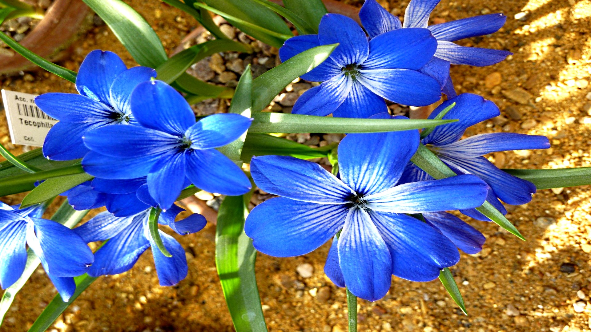 PCデスクトップにフラワーズ, 花, 地球, 青い花画像を無料でダウンロード