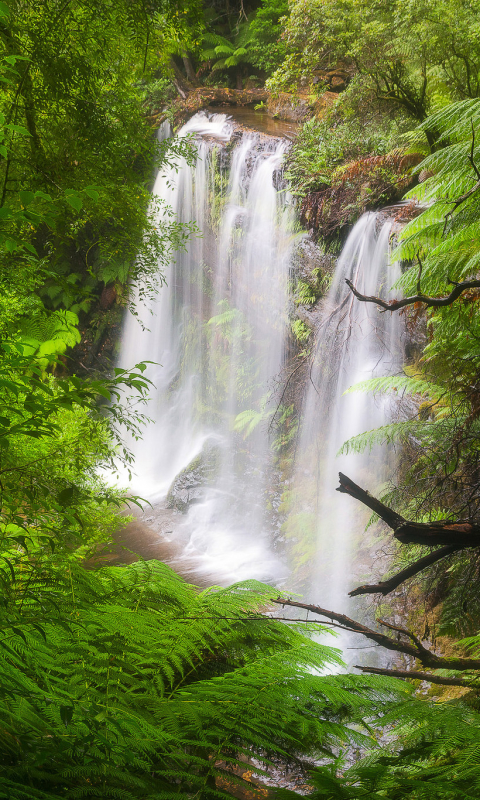 Скачать картинку Водопады, Водопад, Папоротник, Лес, Земля, Зеленый, Земля/природа в телефон бесплатно.
