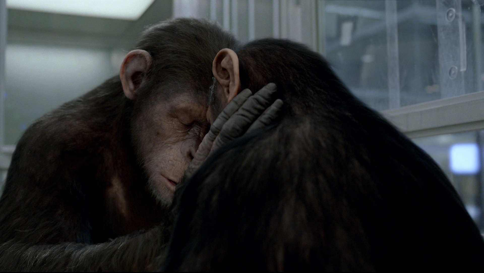 202973 descargar fondo de pantalla películas, el origen del planeta de los simios: protectores de pantalla e imágenes gratis