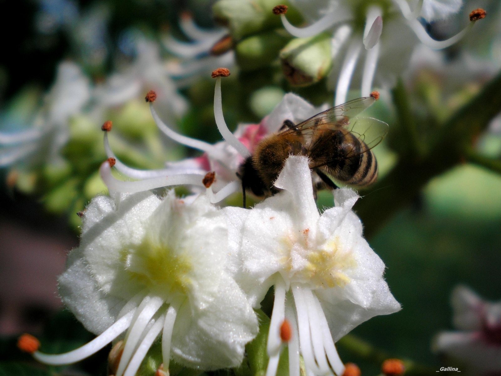 Скачати мобільні шпалери Рослини, Комахи, Квіти, Бджоли безкоштовно.