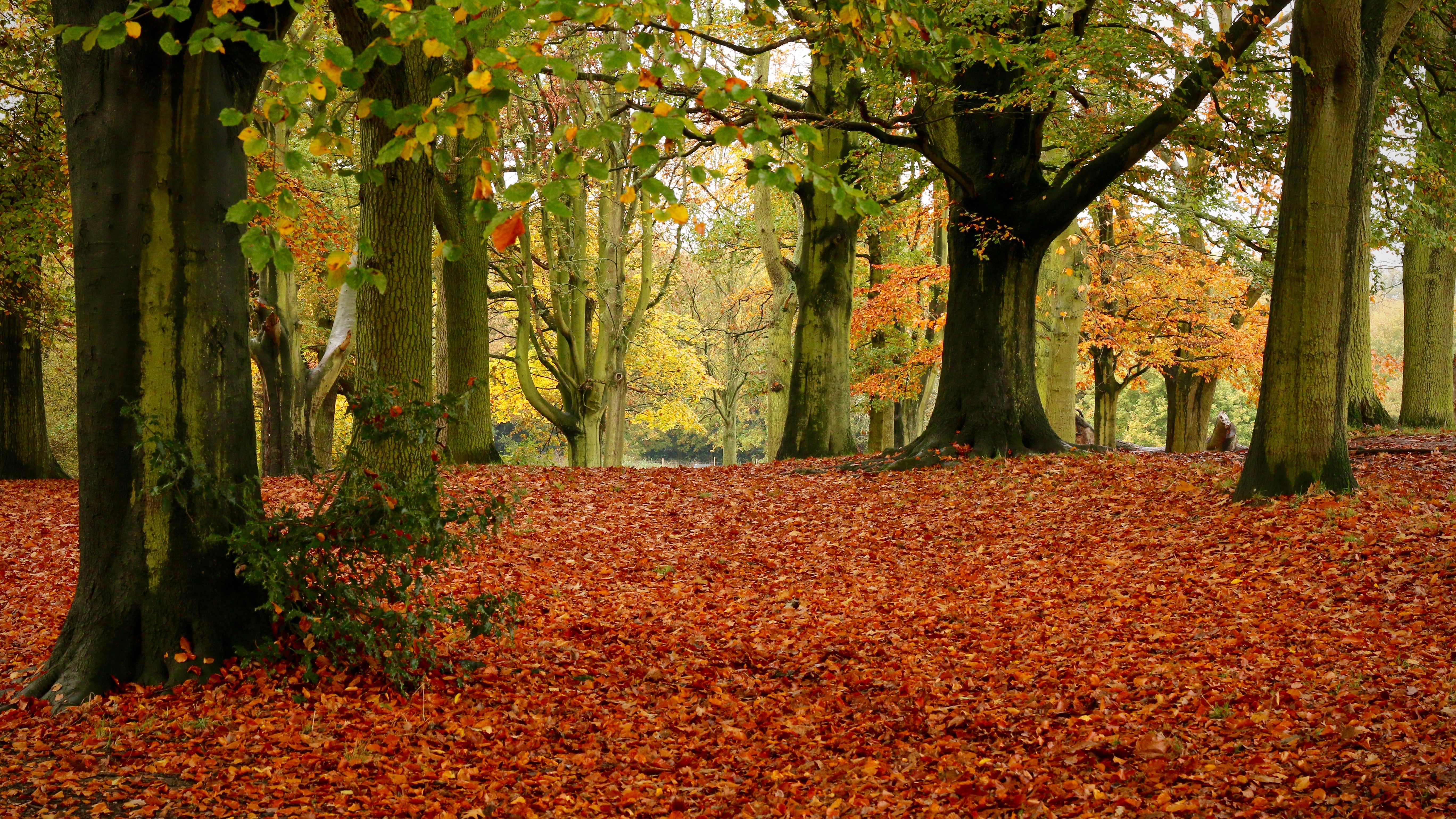 Скачать картинку Парк, Дерево, Падать, Англия, Земля/природа в телефон бесплатно.