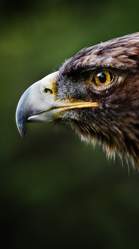 Download mobile wallpaper Birds, Animal, Eagle for free.