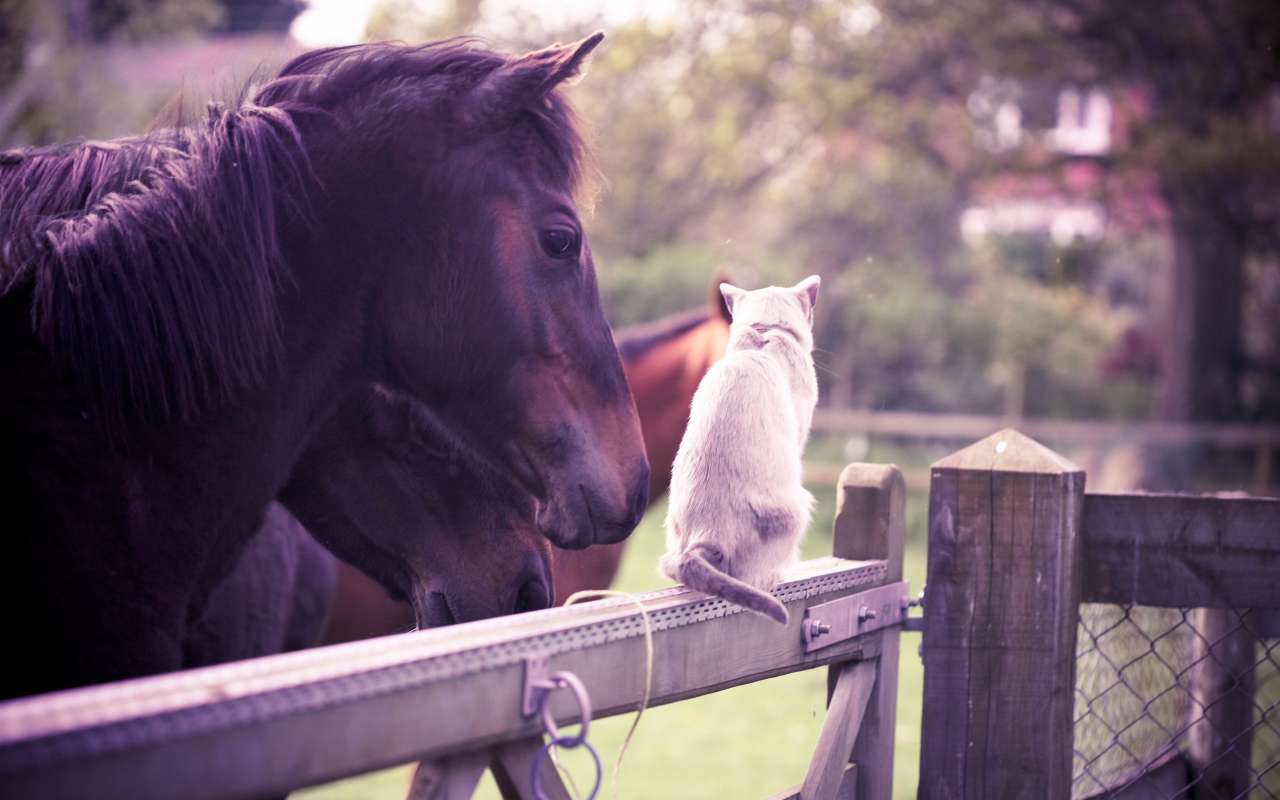 無料モバイル壁紙馬, ネコ, 動物, 可愛いをダウンロードします。