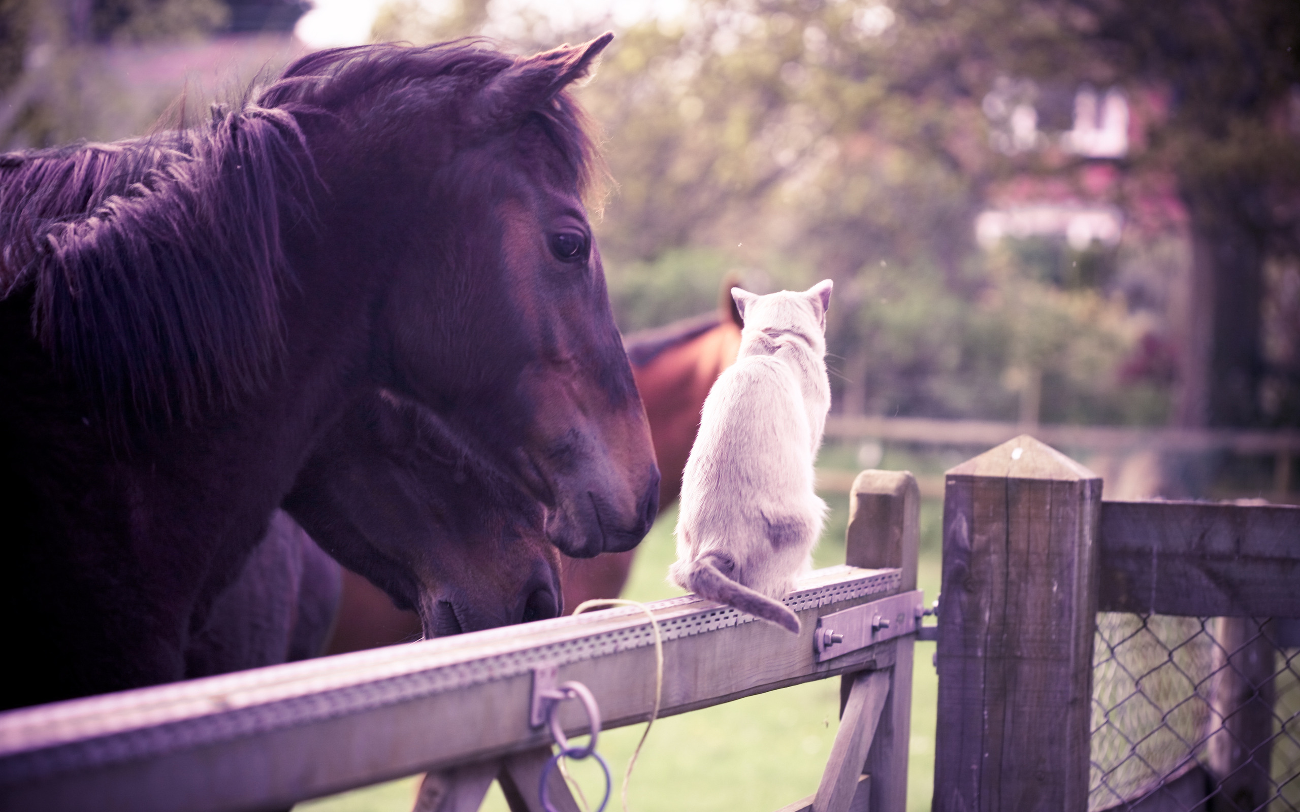 Baixar papel de parede para celular de Cavalo, Gato, Animais, Fofo gratuito.