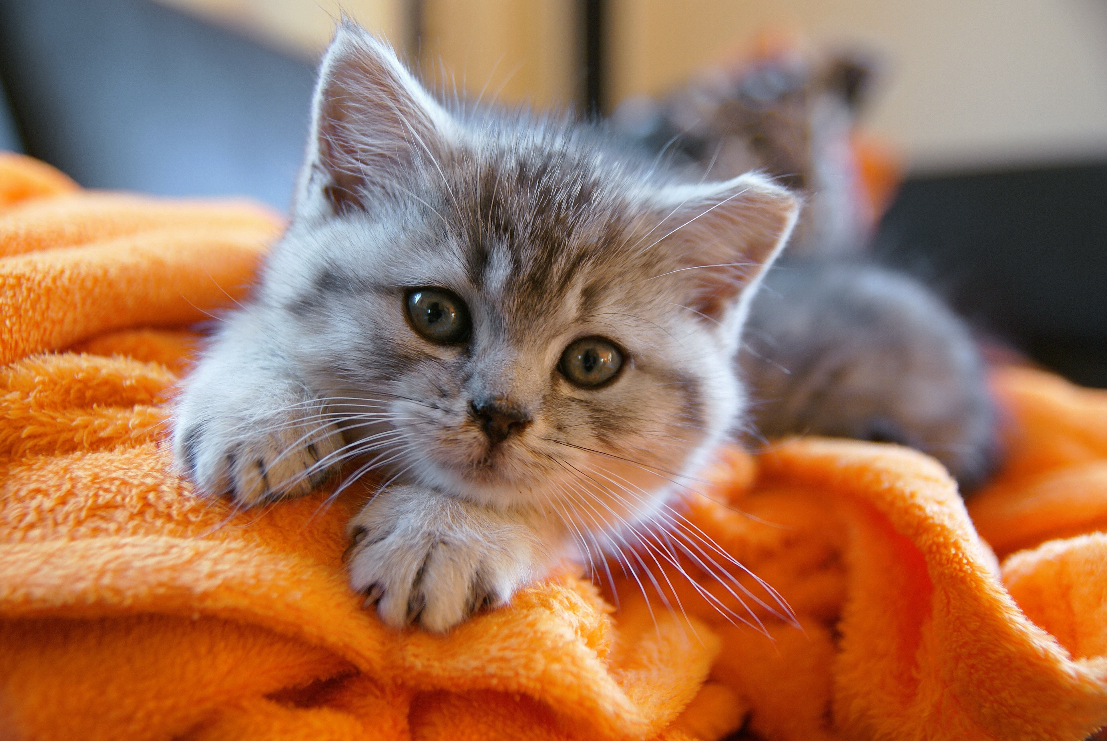 Laden Sie das Tiere, Katzen, Katze, Kätzchen, Süß, Tierbaby-Bild kostenlos auf Ihren PC-Desktop herunter