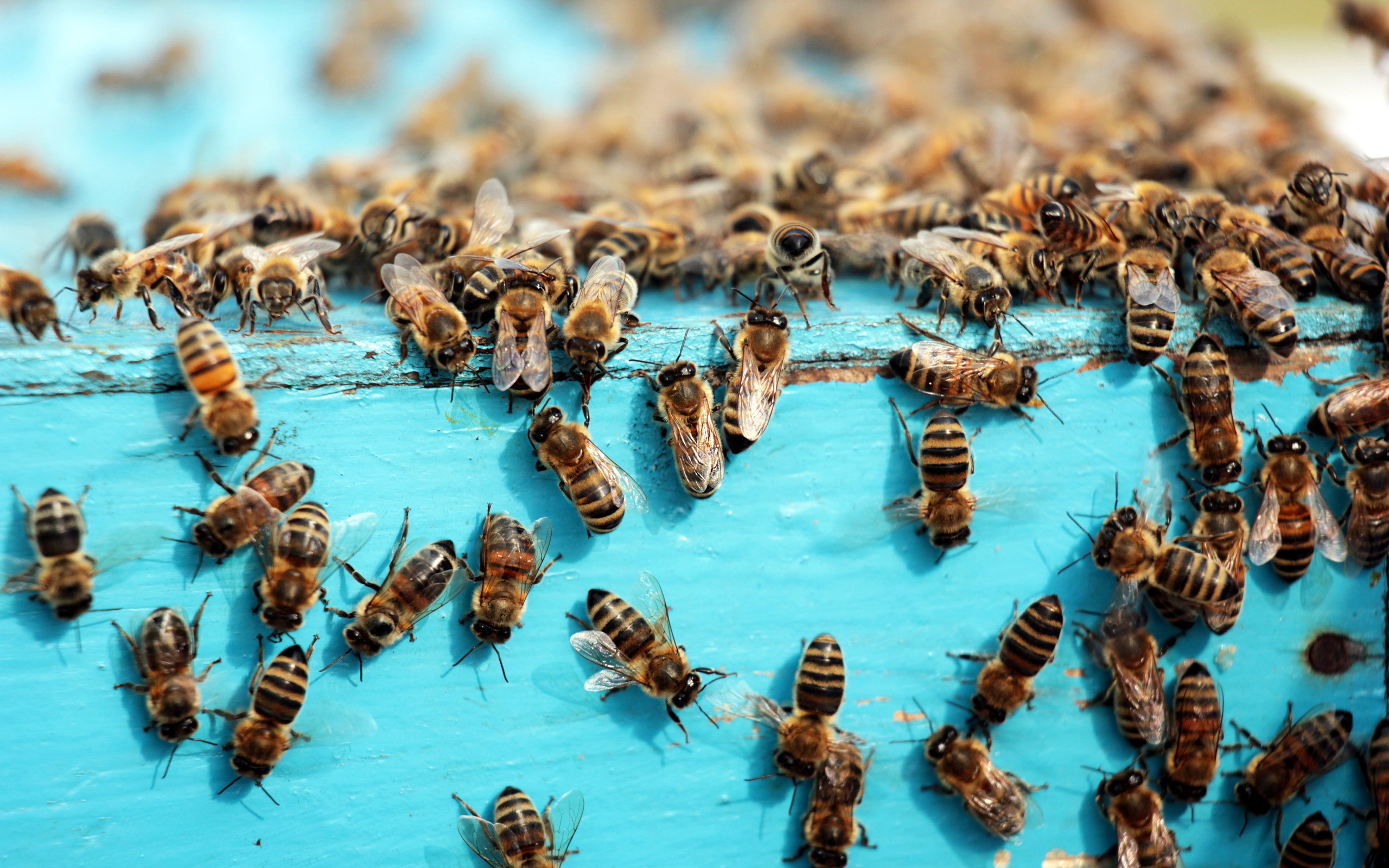 Handy-Wallpaper Tiere, Insekten, Insekt, Biene kostenlos herunterladen.