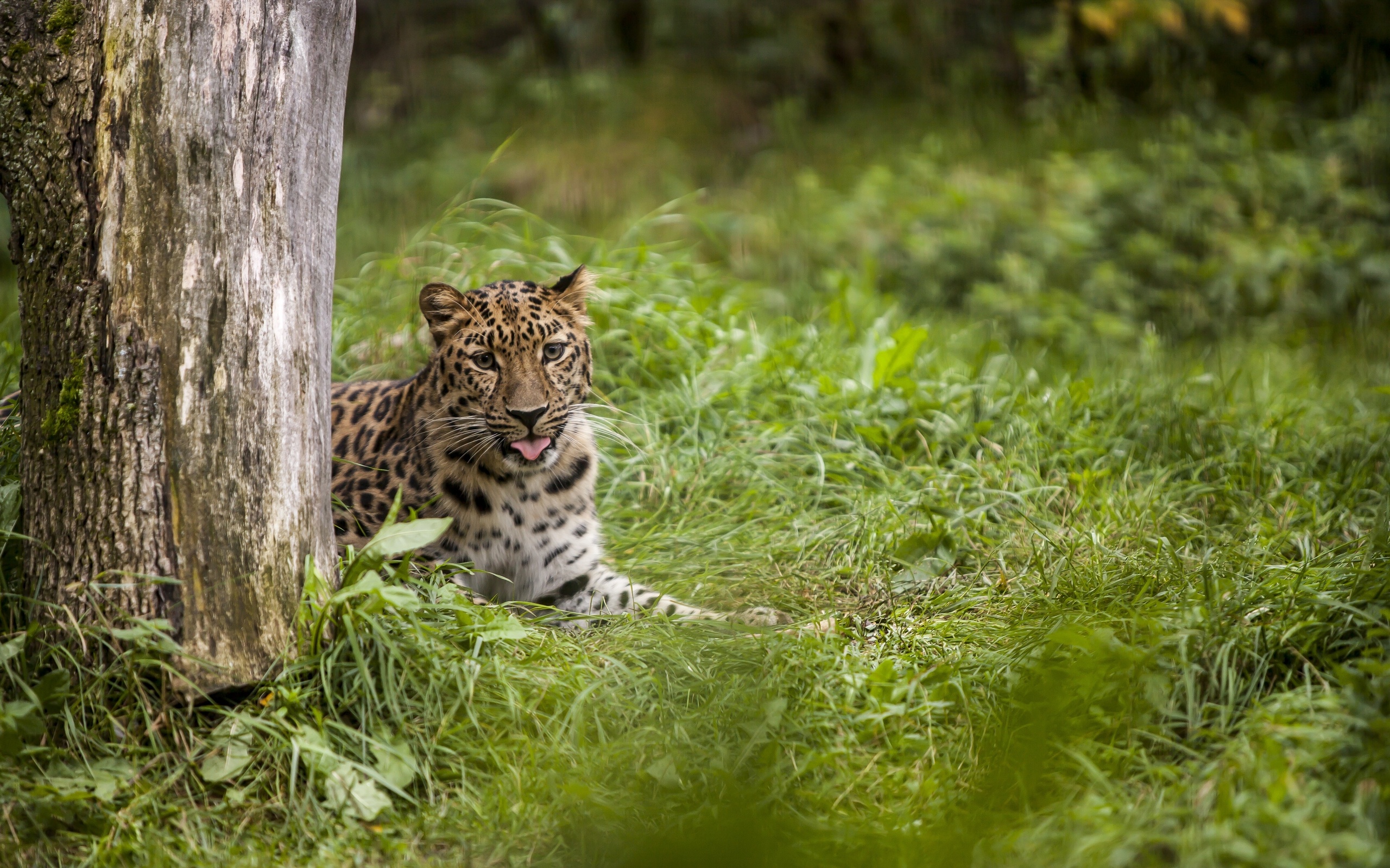 Baixar papel de parede para celular de Leopardo, Gatos, Animais gratuito.