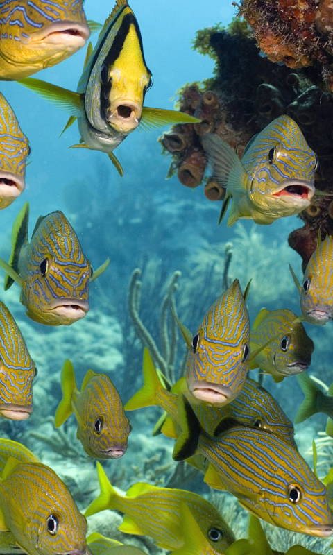  Fishes HD Android Wallpapers