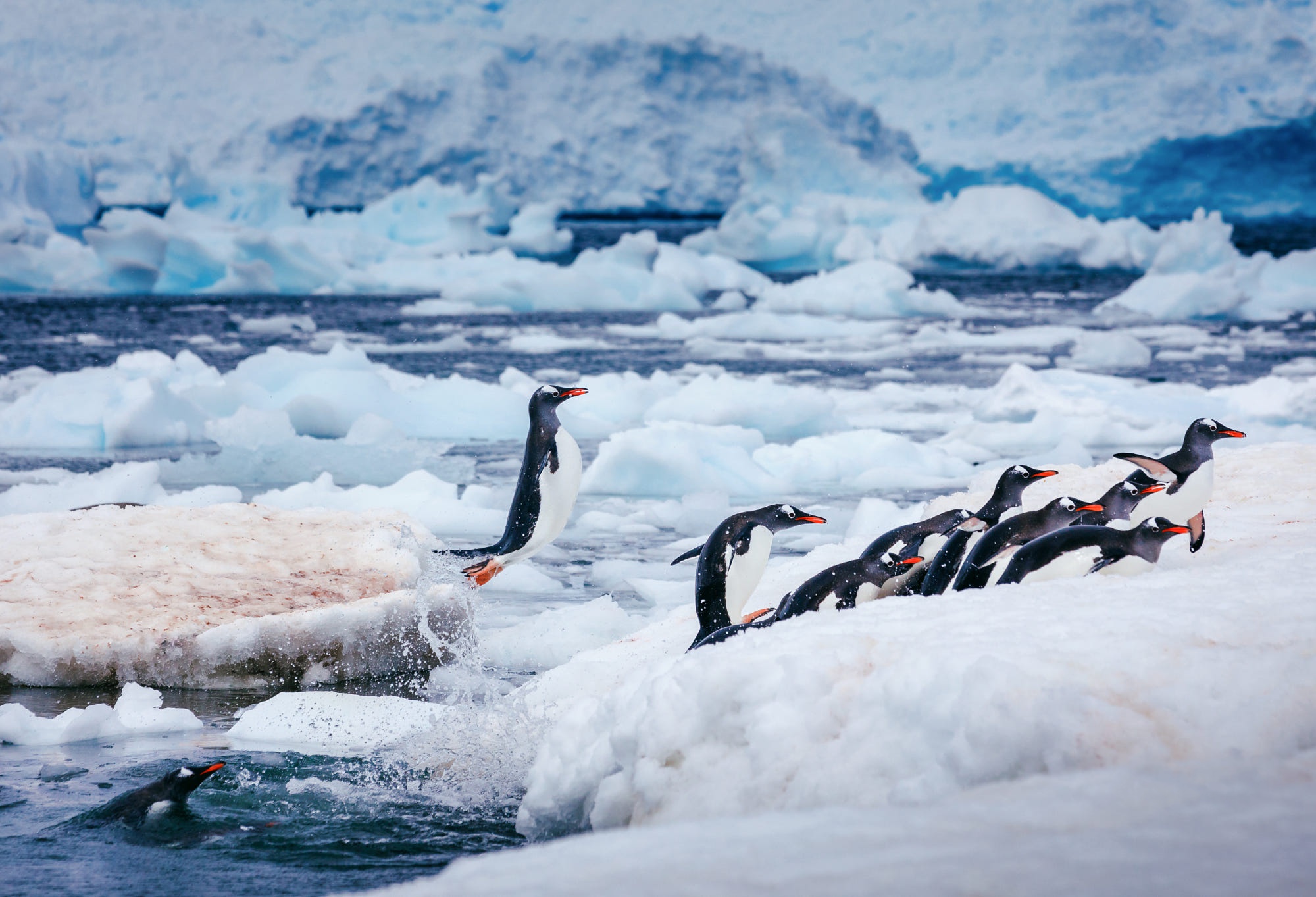 Скачать картинку Животные, Зима, Птицы, Вода, Пингвин, Лёд в телефон бесплатно.
