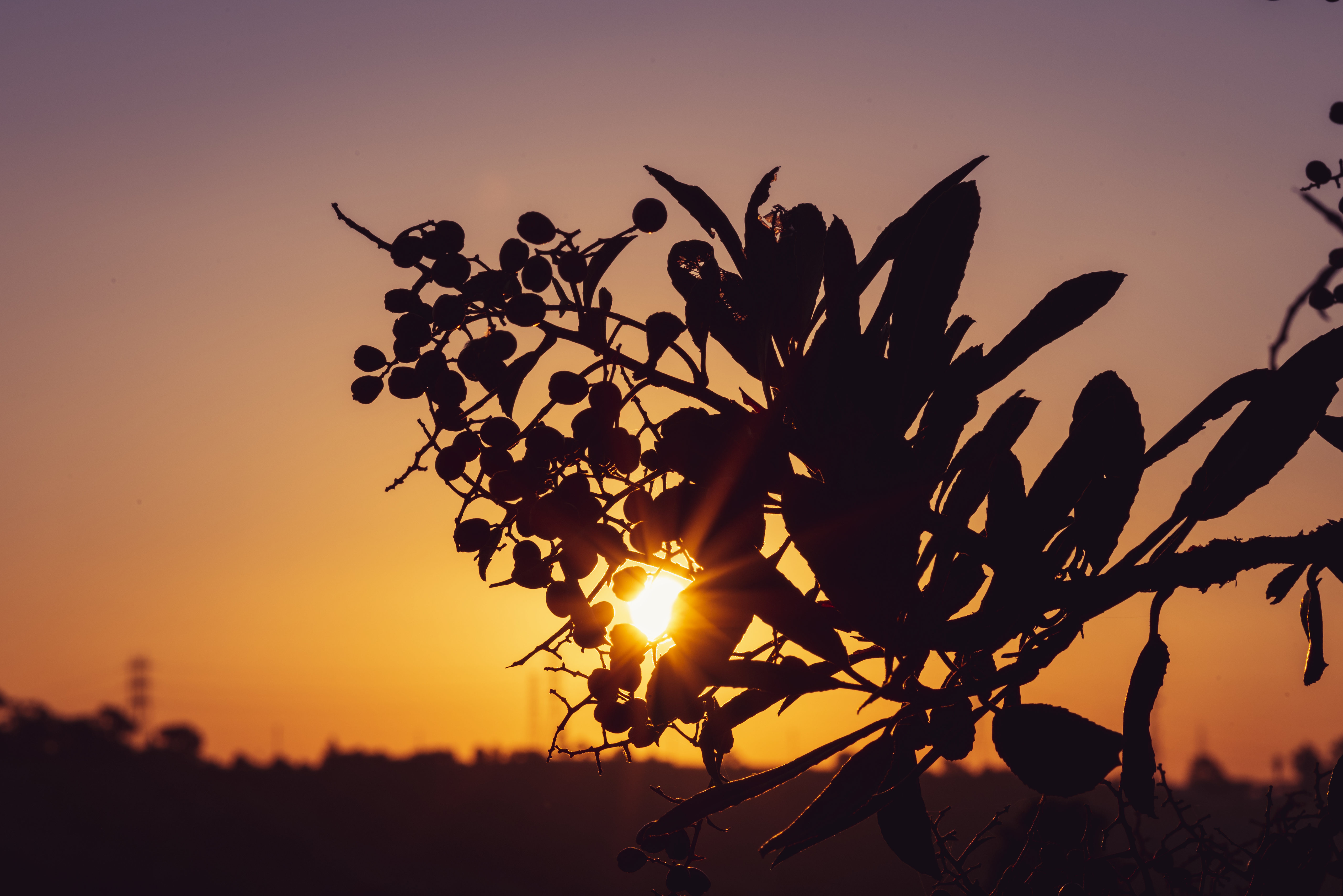 Laden Sie das Balken, Strahlen, Ast, Zweig, Sun, Natur, Sunset-Bild kostenlos auf Ihren PC-Desktop herunter