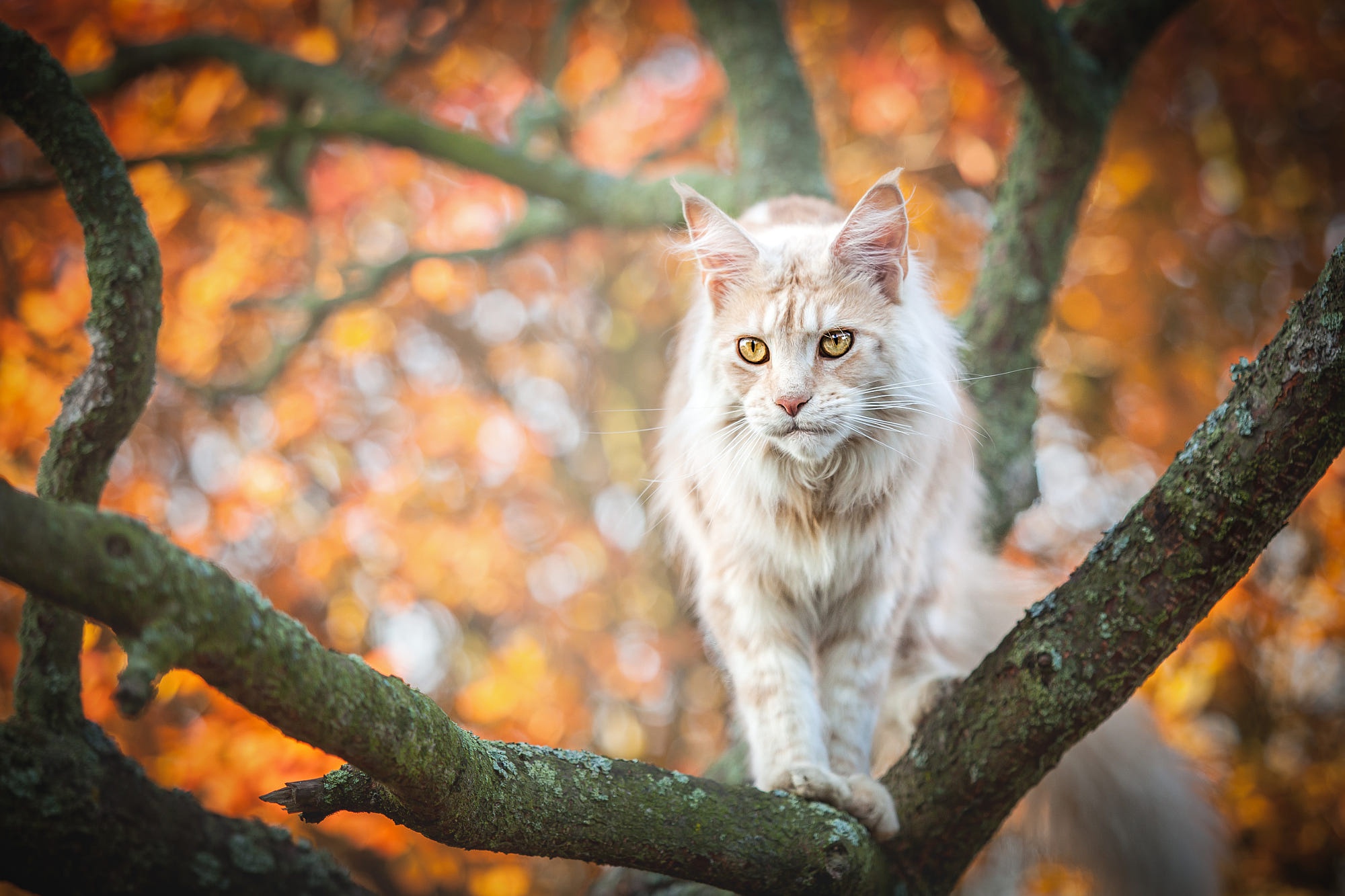 maine coon, animal, cat, bokeh, cats