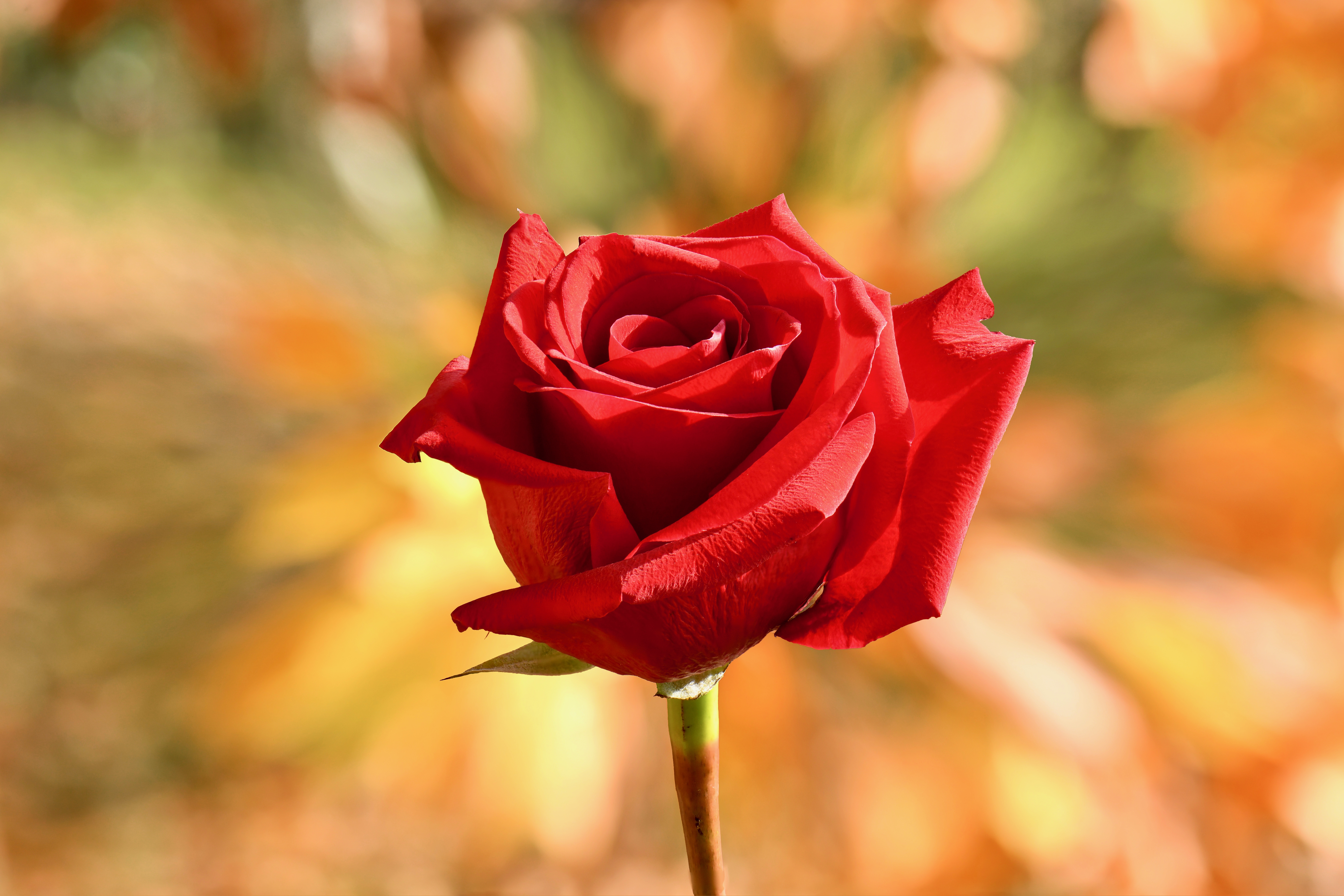 Download mobile wallpaper Flowers, Flower, Rose, Blur, Earth, Red Rose for free.