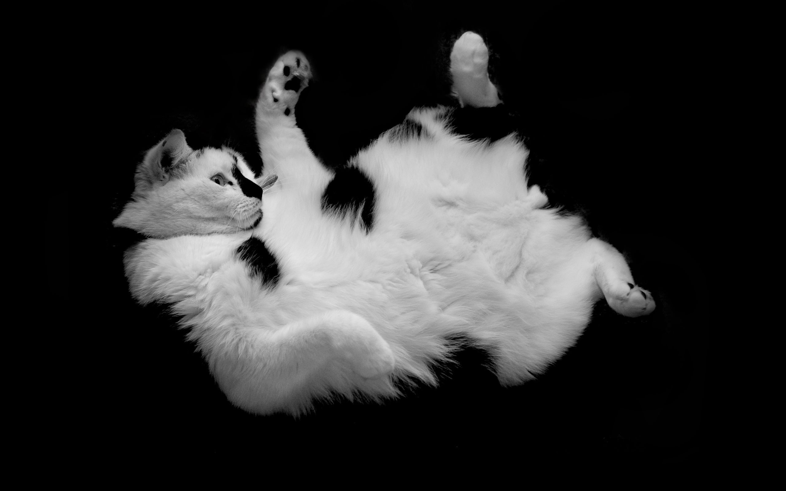 animals, cat, to lie down, lie, spotted, spotty, nice, sweetheart, playful HD wallpaper