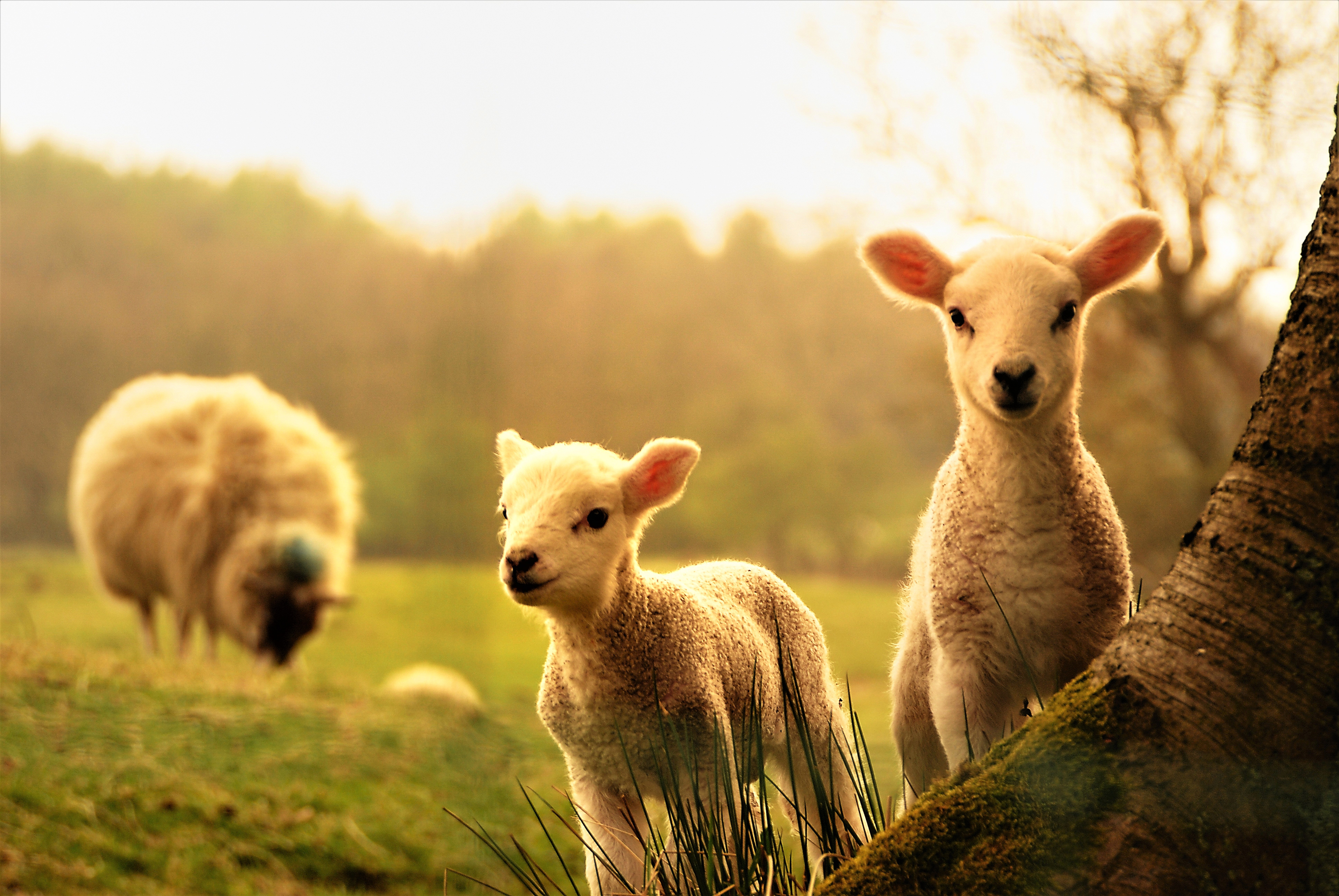 904276壁紙のダウンロード子羊, 動物, 羊, 赤ちゃん動物, 可愛い-スクリーンセーバーと写真を無料で