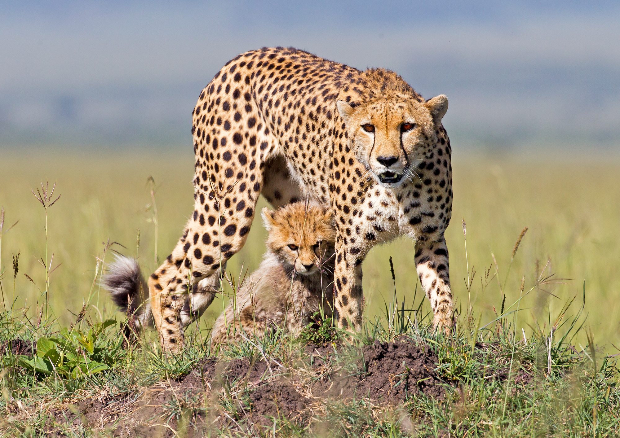 Free download wallpaper Cats, Cheetah, Animal, Baby Animal, Cub on your PC desktop
