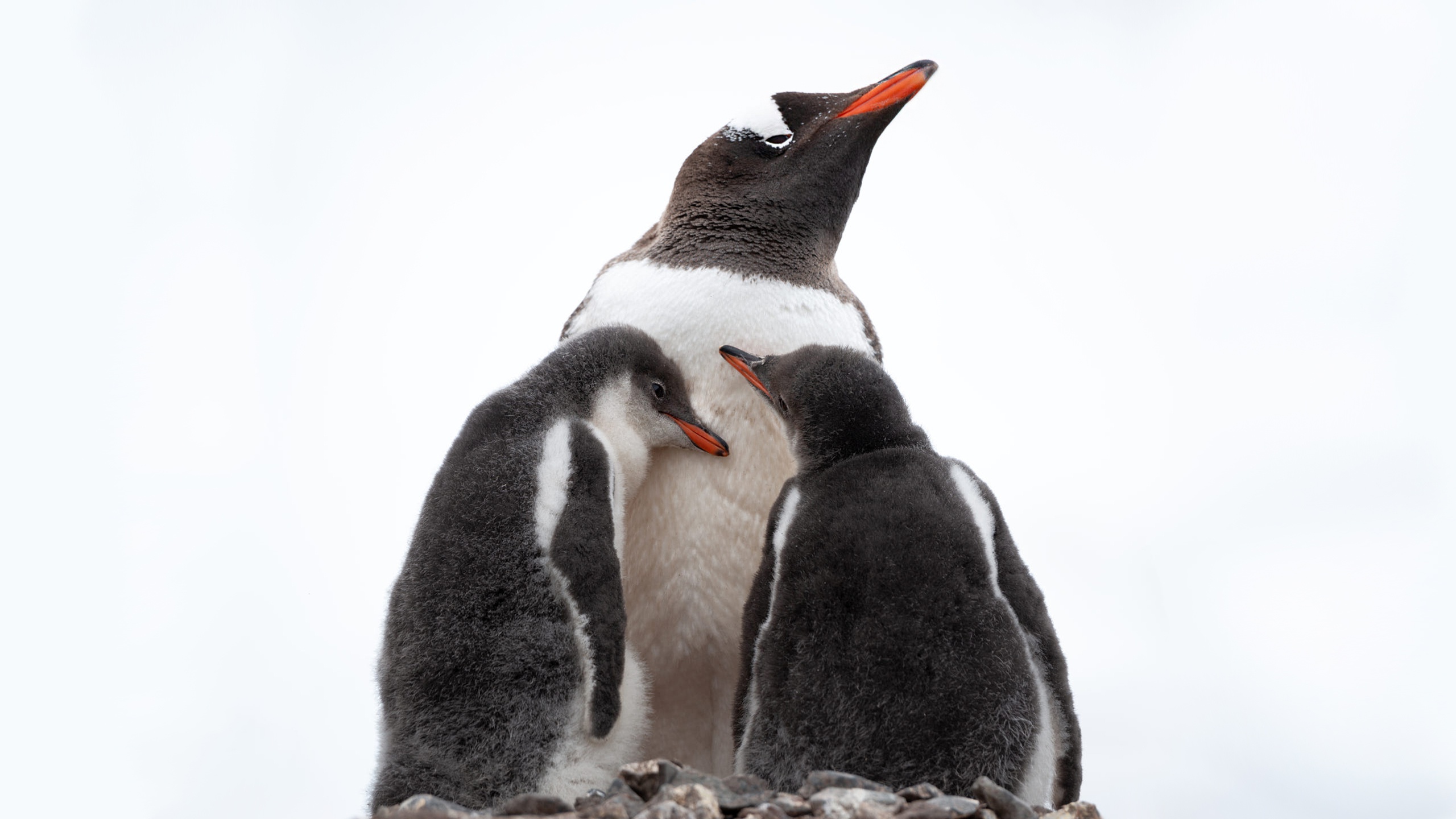 PCデスクトップに動物, 鳥, ペンギン, 赤ちゃん動物画像を無料でダウンロード