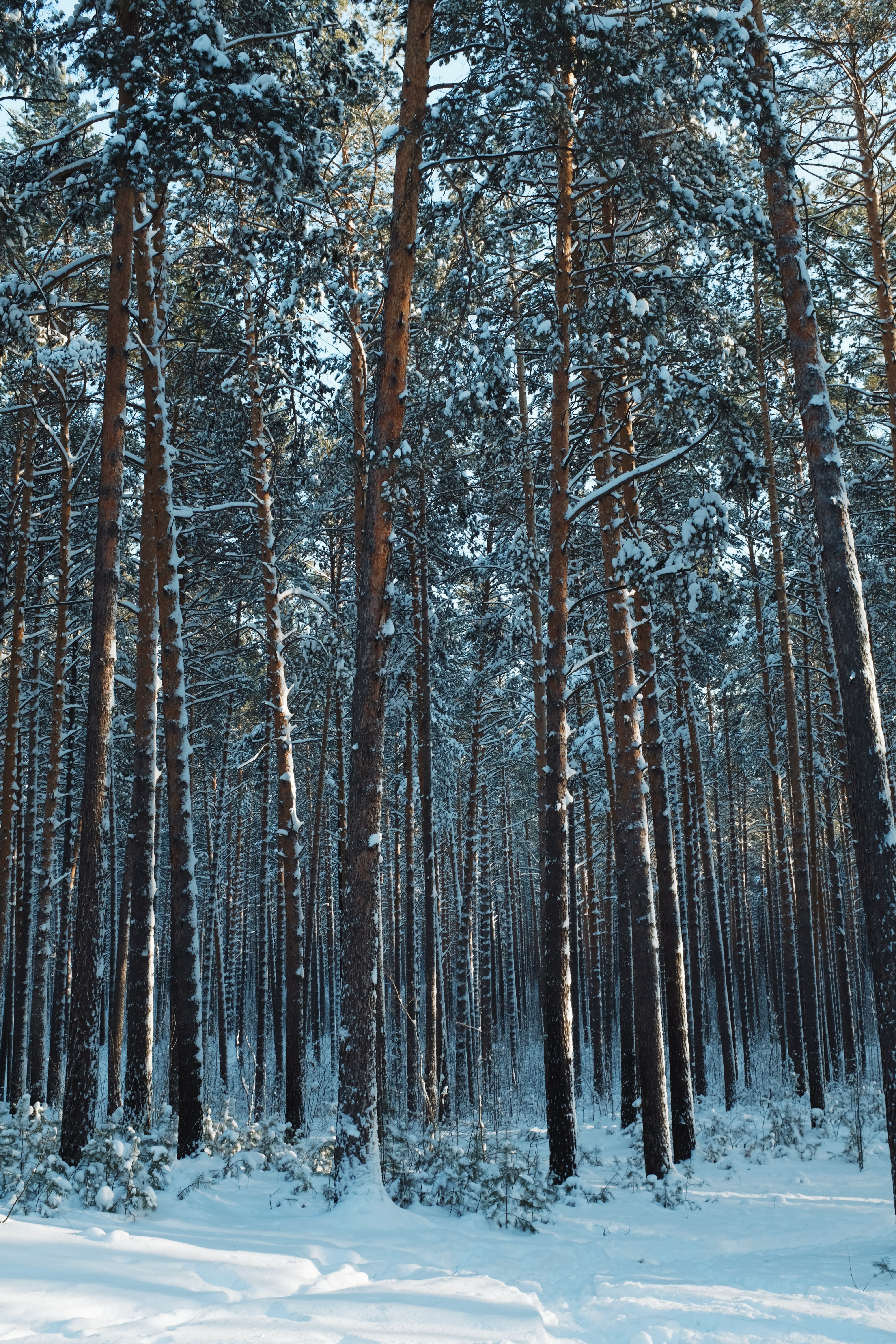 Download mobile wallpaper Needles, Forest, Trees, Pine, Winter, Snow, Nature for free.