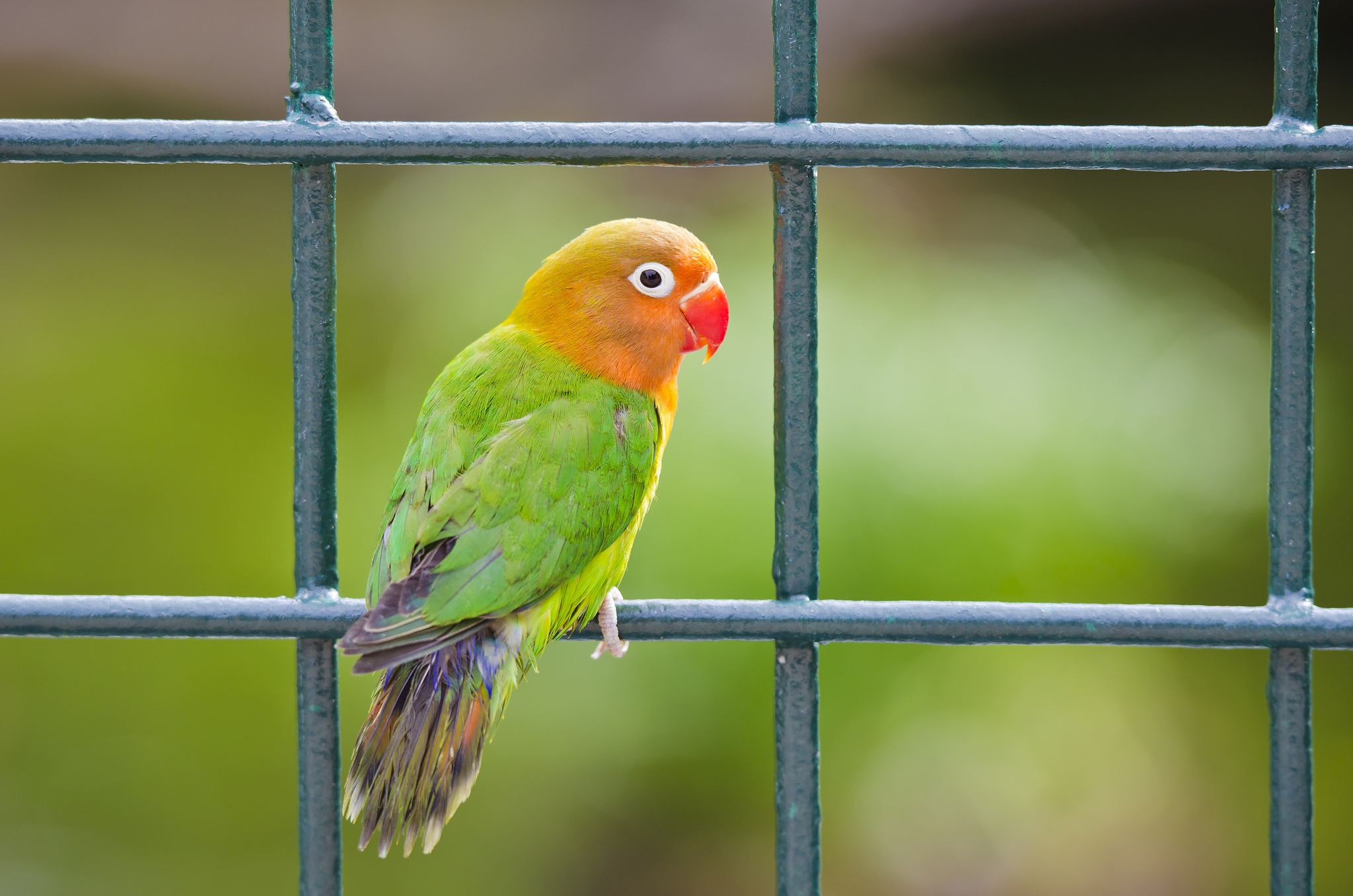 303786 descargar imagen animales, periquito, aves: fondos de pantalla y protectores de pantalla gratis