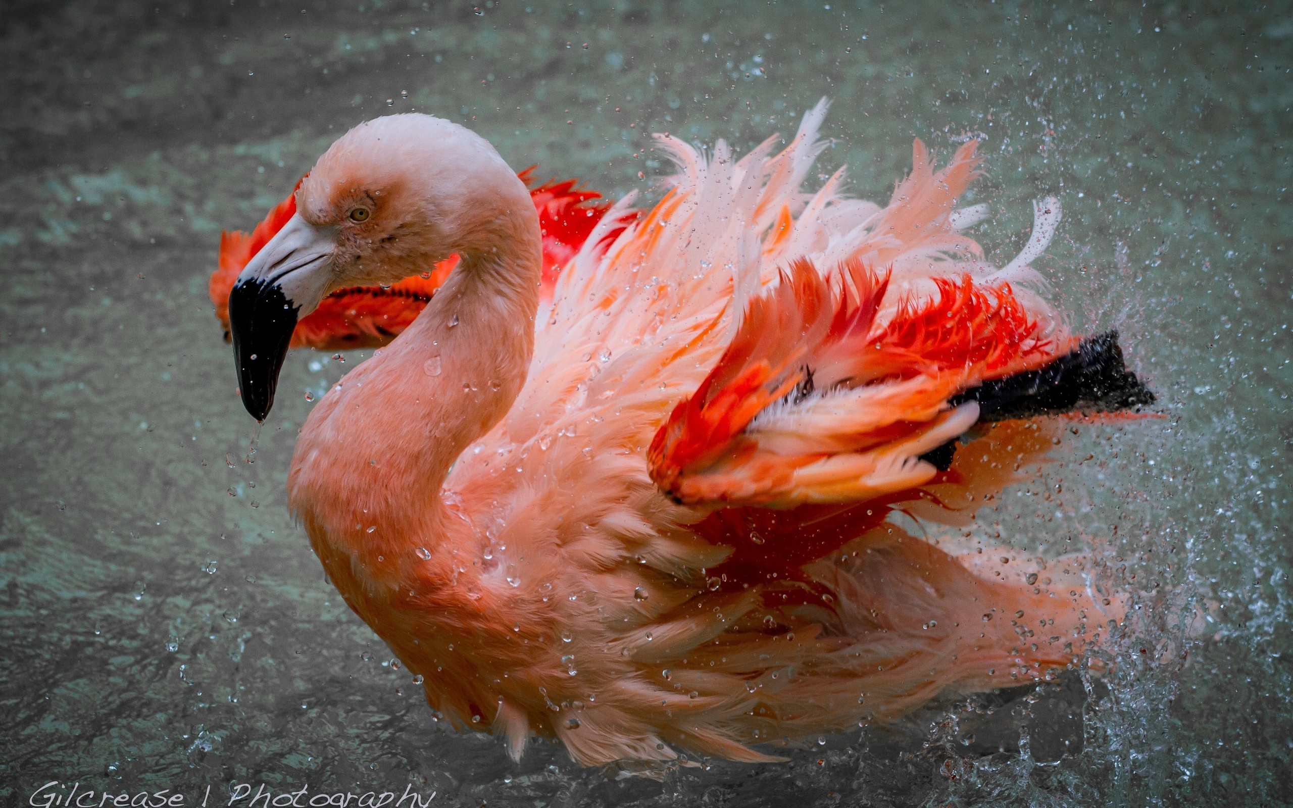 Baixar papel de parede para celular de Flamingo, Aves, Animais gratuito.