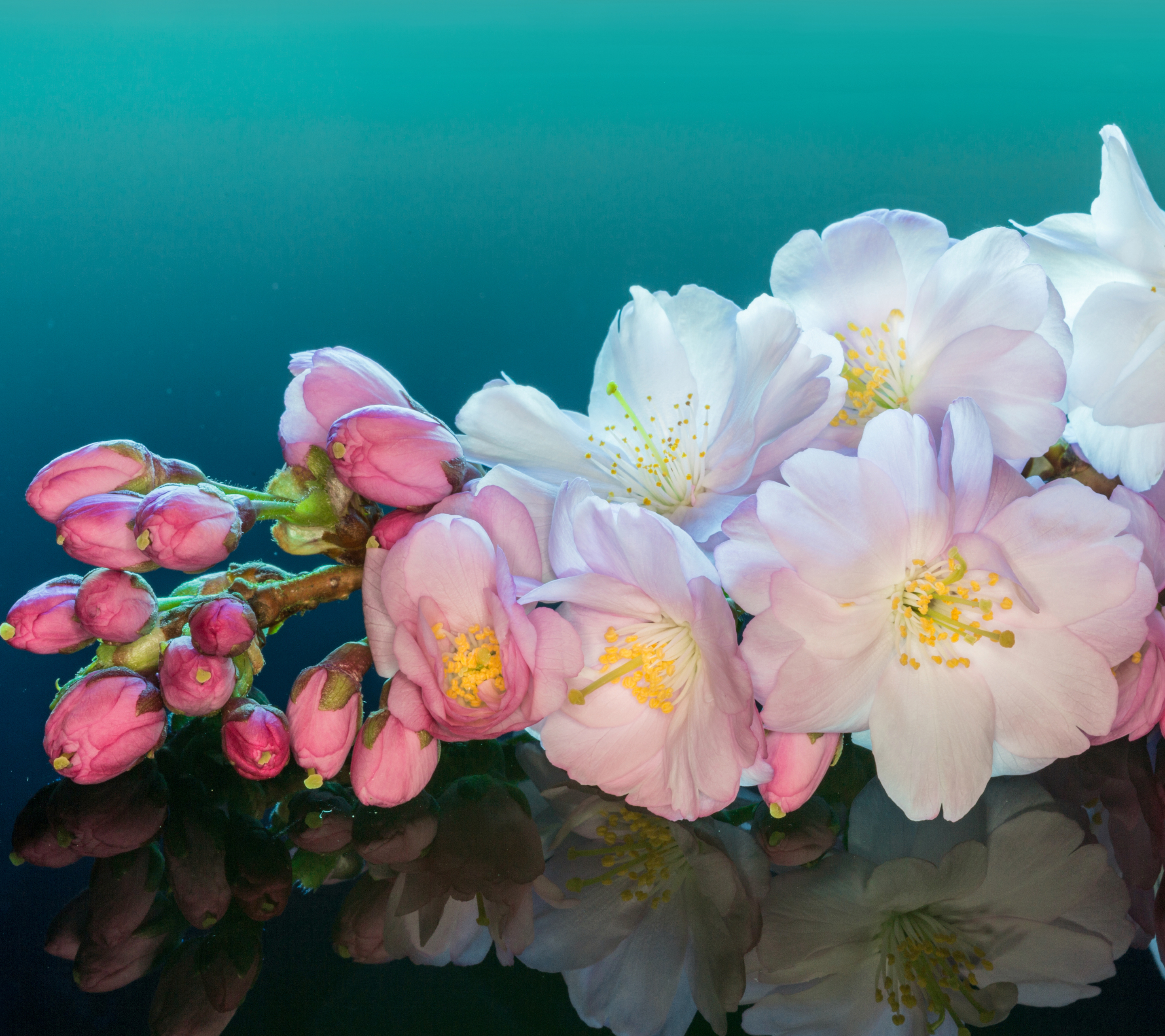 Laden Sie das Natur, Blumen, Blume, Blüte, Weiße Blume, Erde/natur, Spiegelung, Betrachtung-Bild kostenlos auf Ihren PC-Desktop herunter