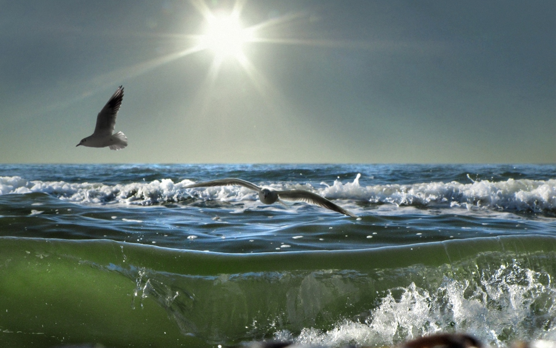 seagulls, animals, landscape, birds, sea, sun, waves lock screen backgrounds