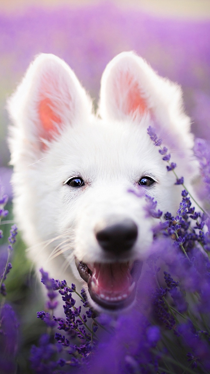 Handy-Wallpaper Tiere, Hunde, Hund, Lavendel, Lila Blume, Weißer Schäferhund kostenlos herunterladen.