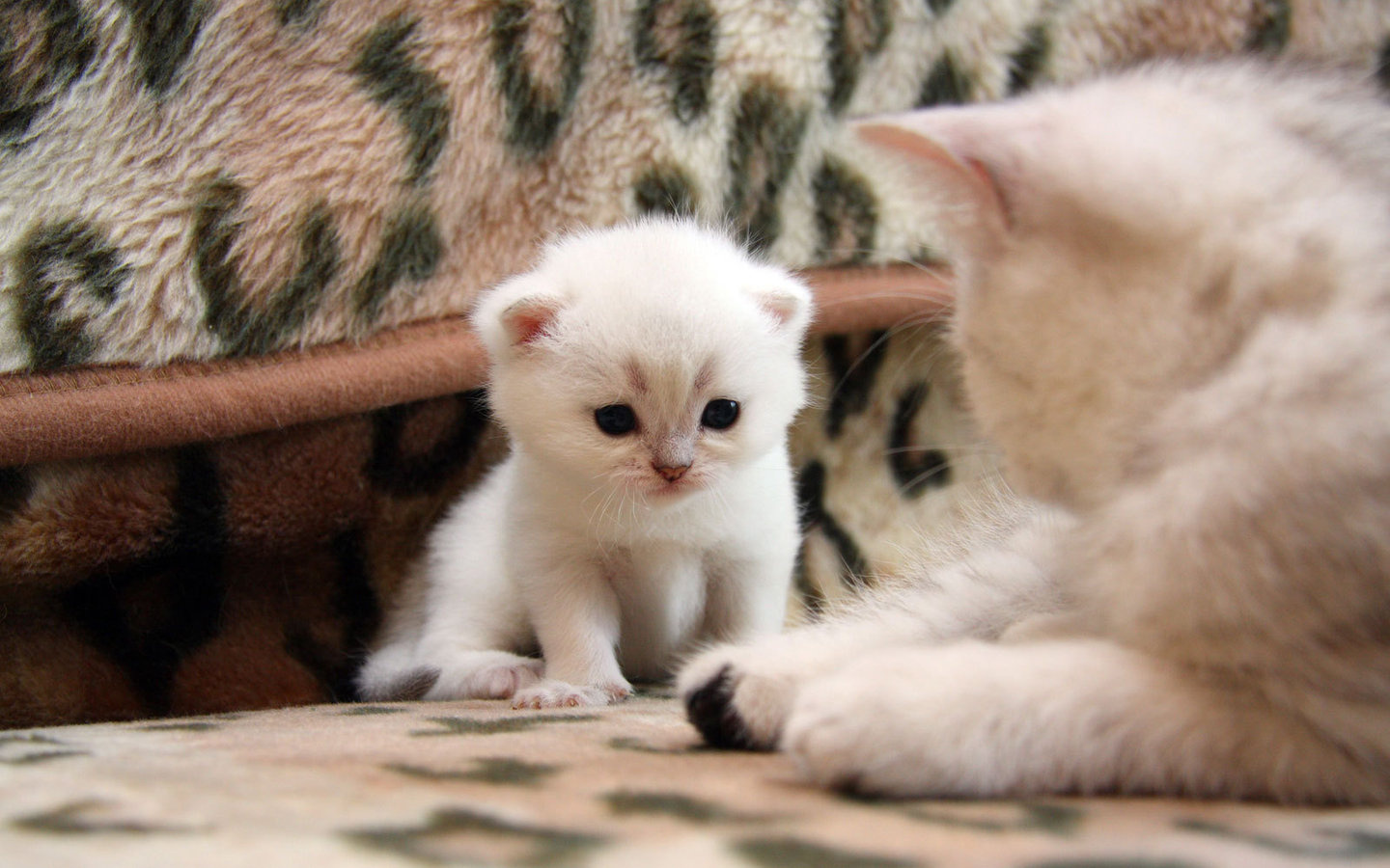 無料モバイル壁紙ネコ, 猫, 動物をダウンロードします。