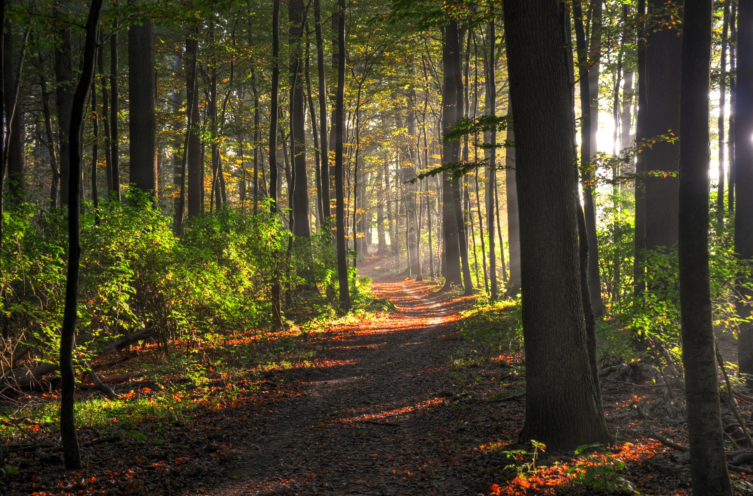 Descarga gratis la imagen Bosque, Tierra/naturaleza en el escritorio de tu PC