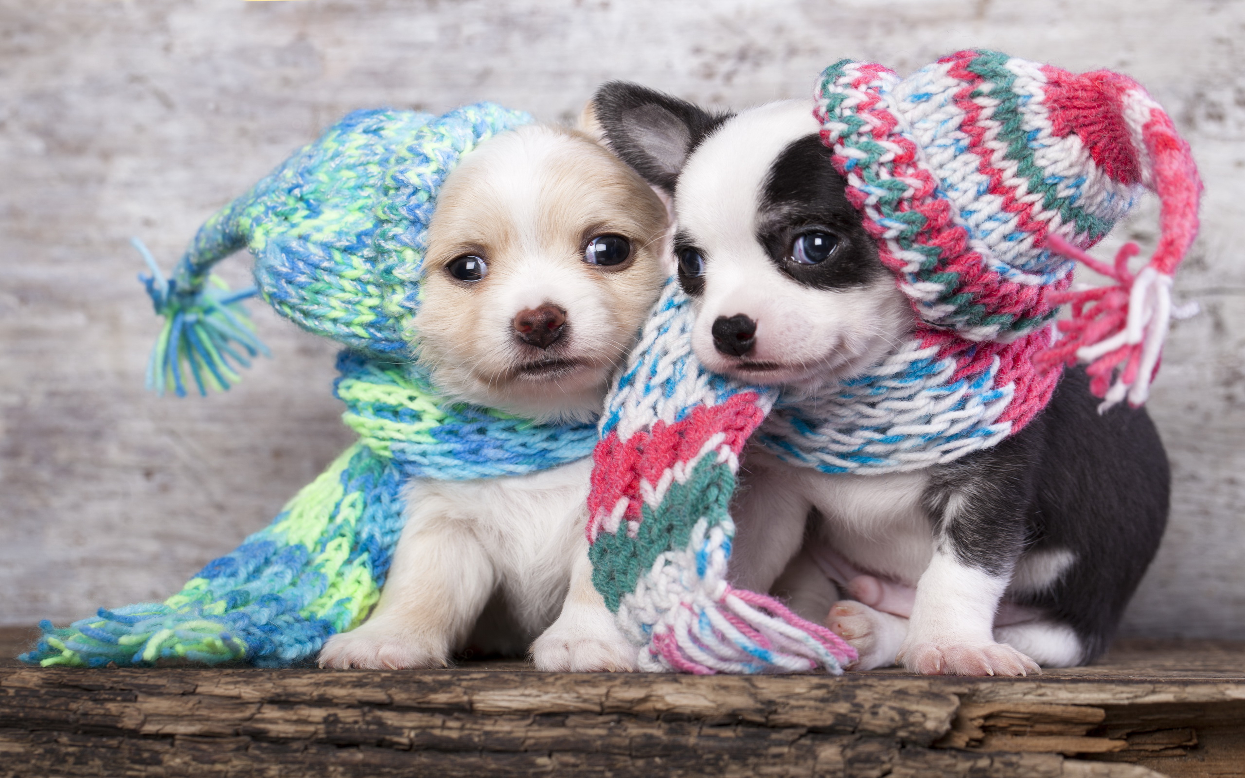 Téléchargez gratuitement l'image Animaux, Chien, Chiot sur le bureau de votre PC