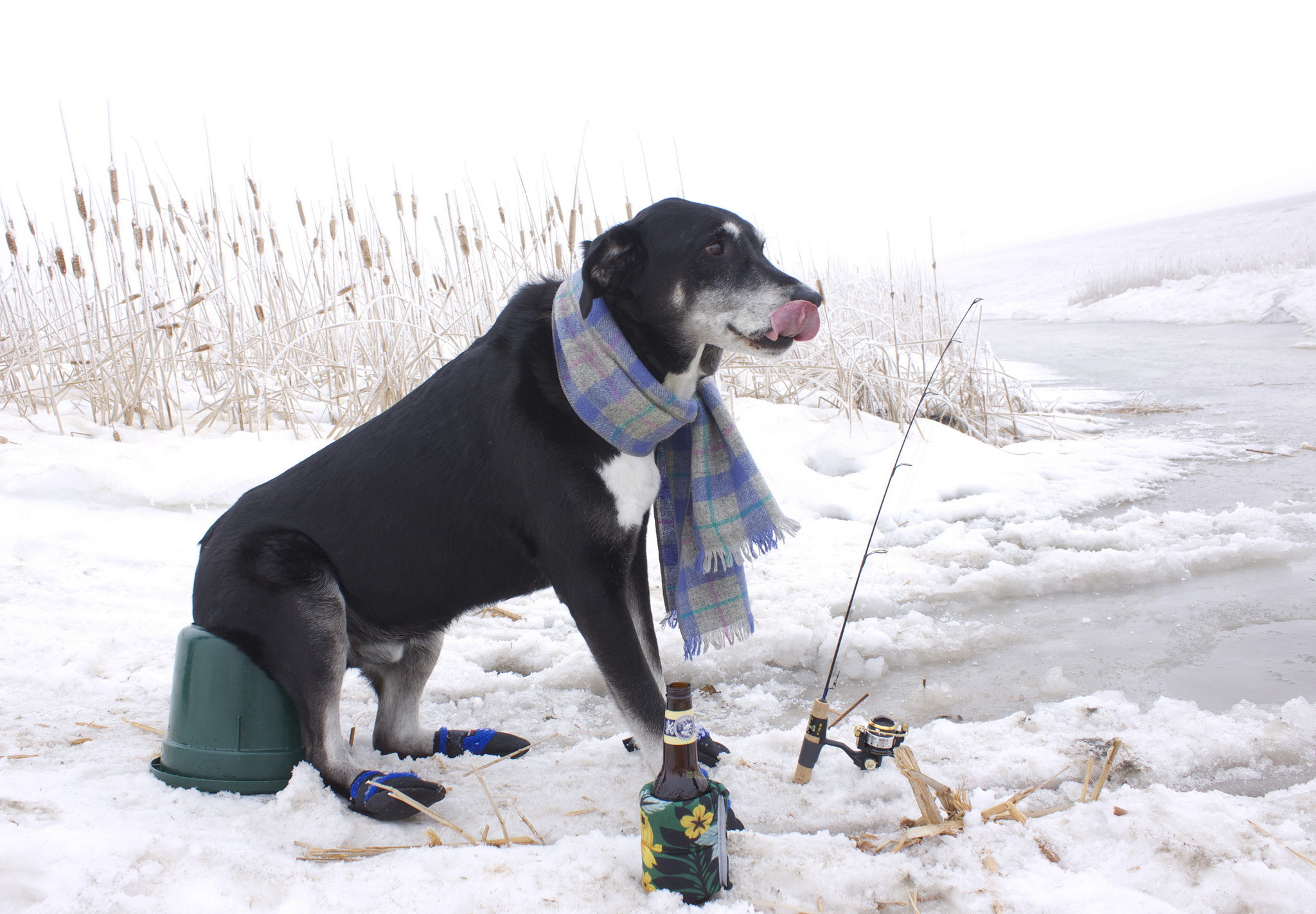 Laden Sie das Hunde, Hund, Tiere-Bild kostenlos auf Ihren PC-Desktop herunter