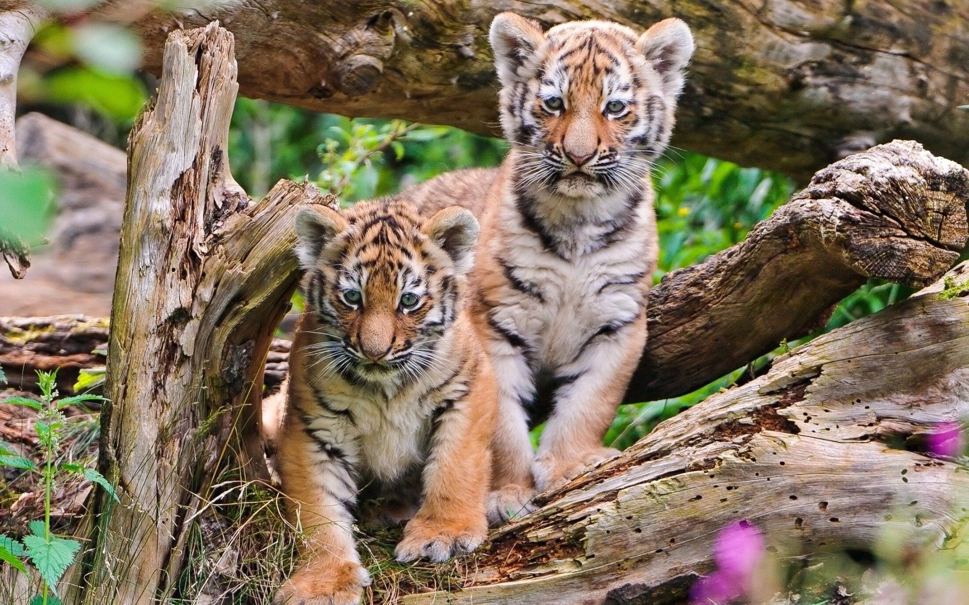 tiger cubs, animals, wood, young, couple, pair, tree, cubs