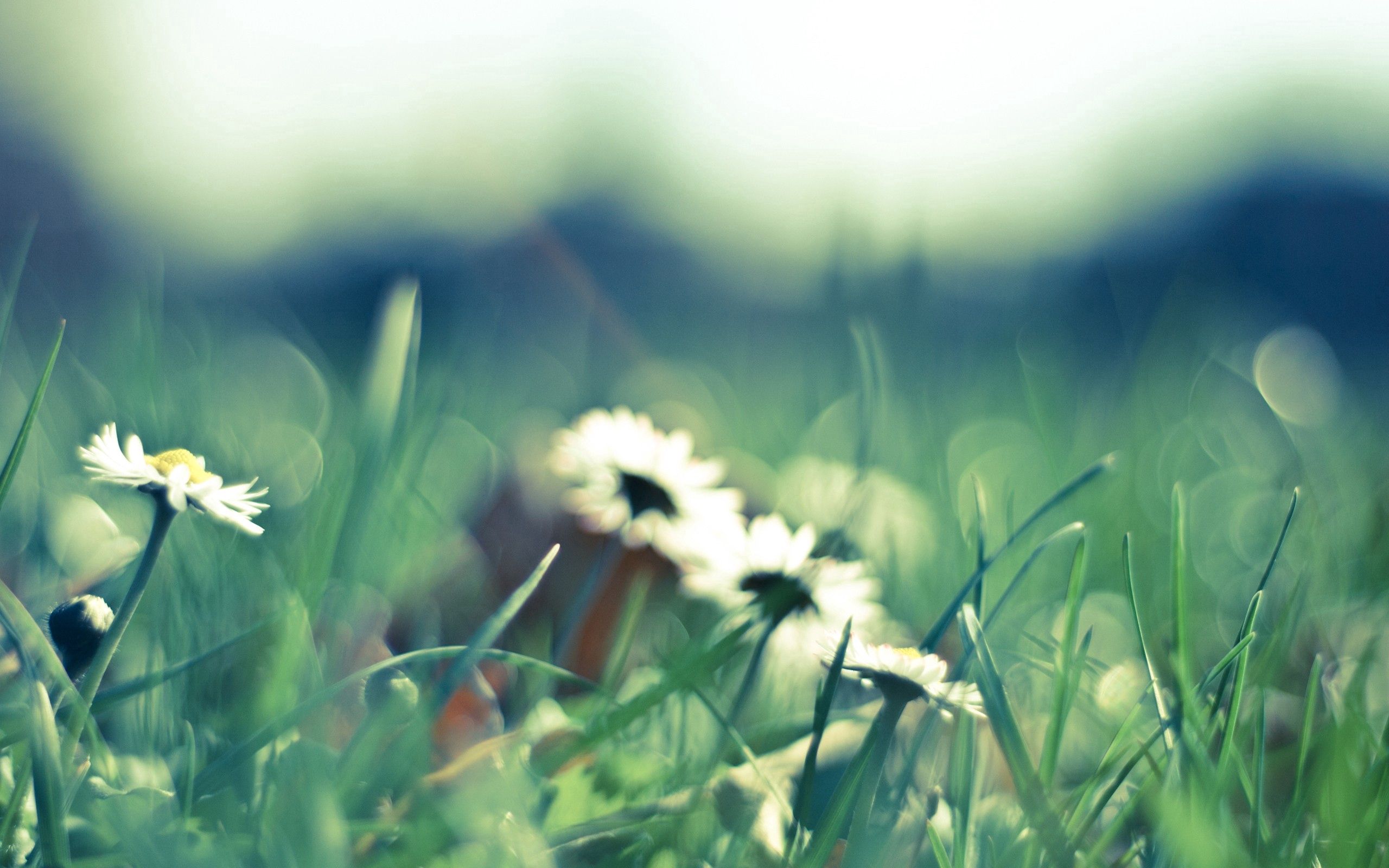 Download mobile wallpaper Field, Macro, Smooth, Flower, Blur, Background for free.