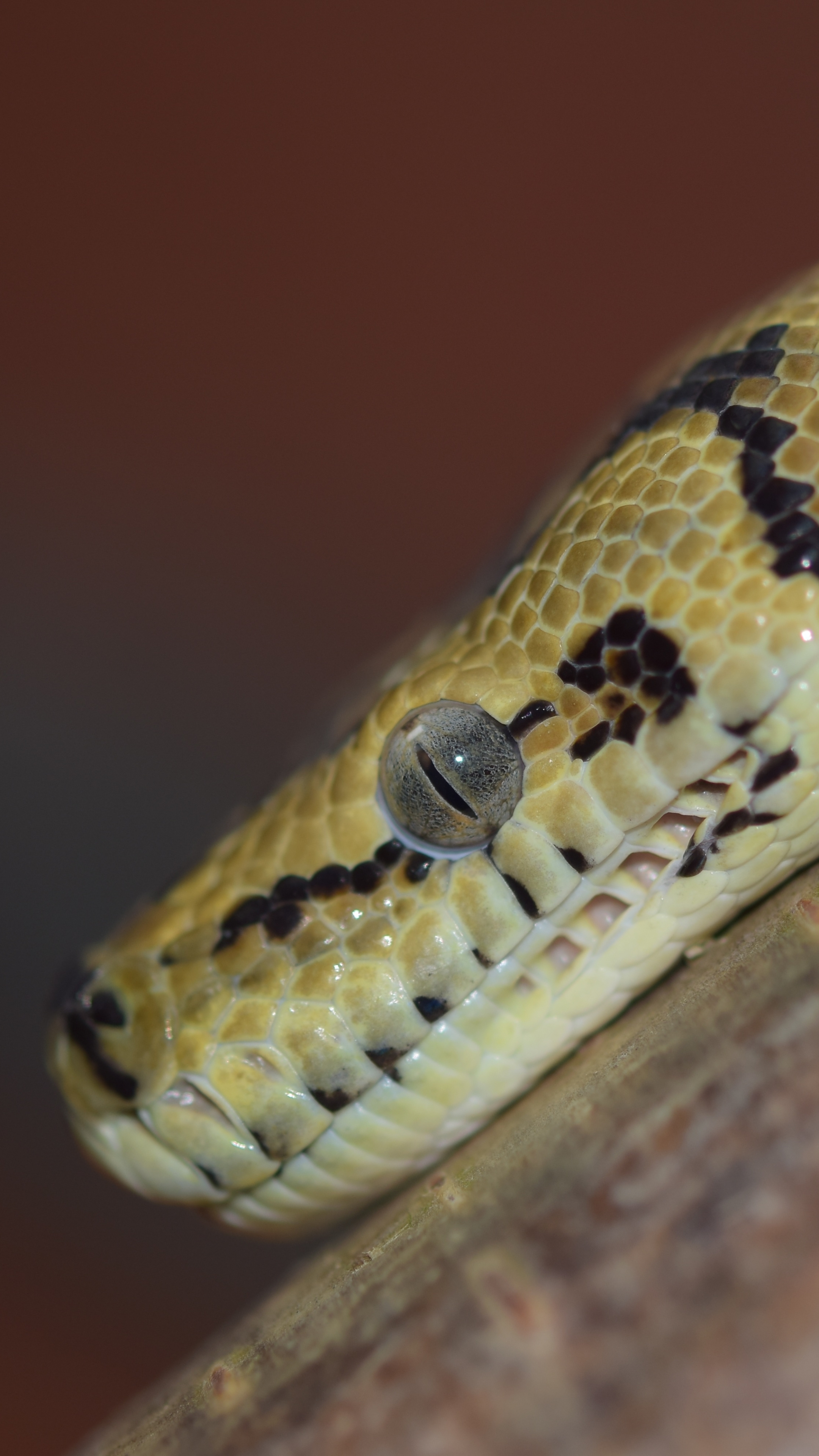 Descarga gratis la imagen Animales, De Cerca, Reptil, Serpiente, Reptiles, Ojo, Pitón en el escritorio de tu PC