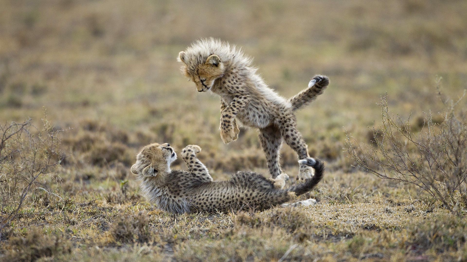 cheetah, animals, grass, young, playful, fight, cubs