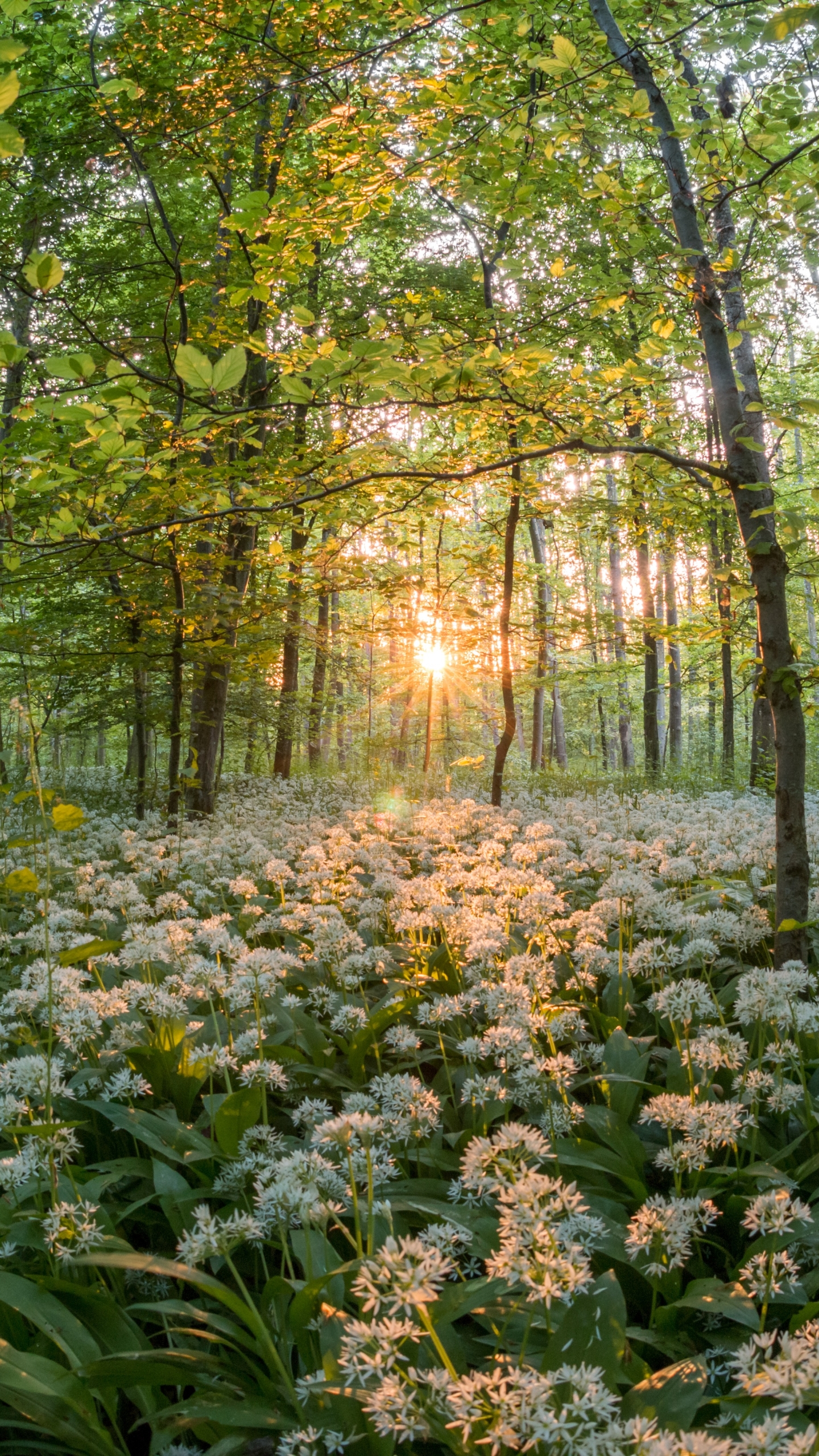 Descarga gratuita de fondo de pantalla para móvil de Flor, Bosque, Árbol, Primavera, Flor Blanca, Tierra/naturaleza.