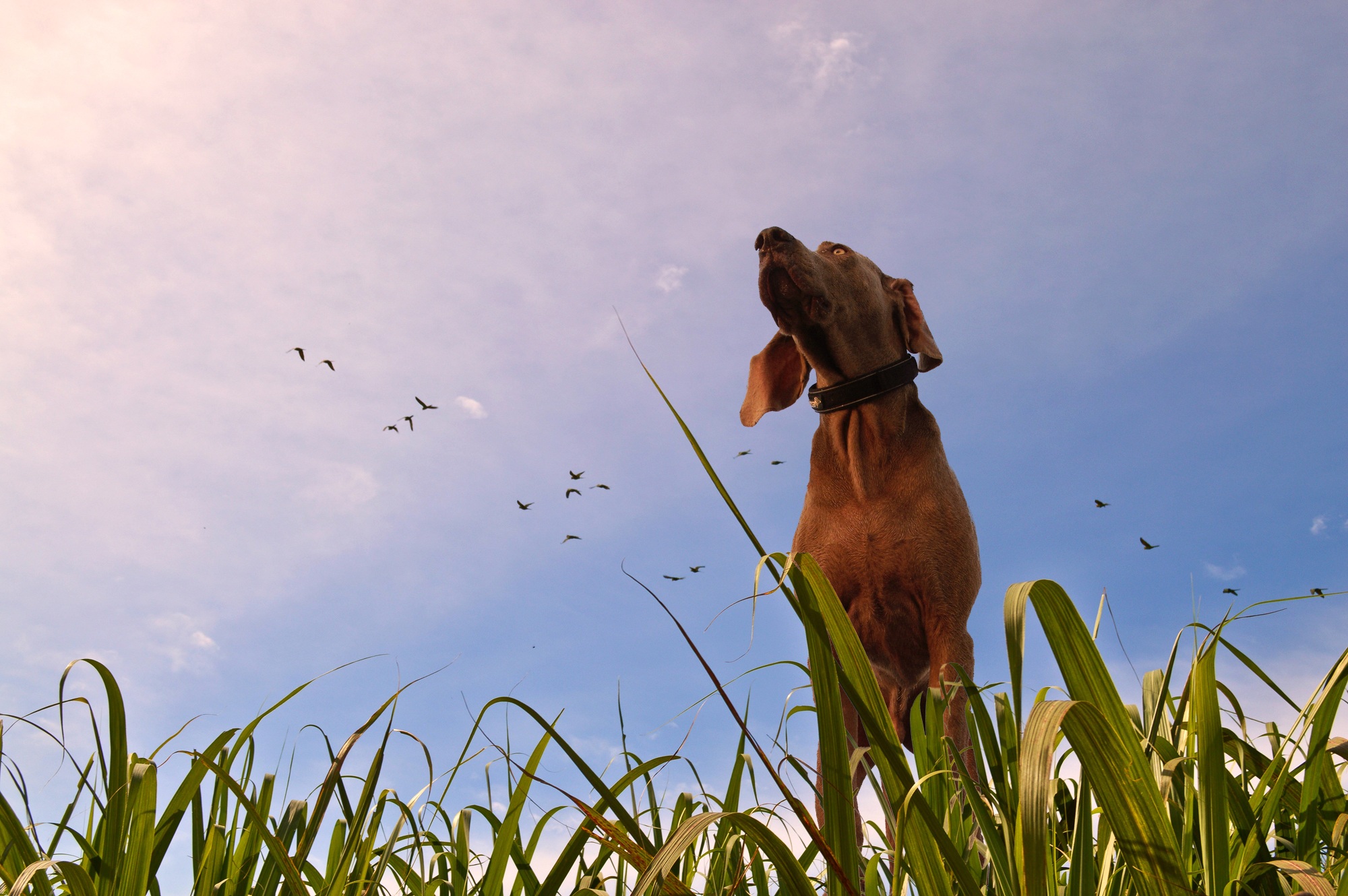 Download mobile wallpaper Dogs, Grass, Dog, Animal, Weimaraner for free.