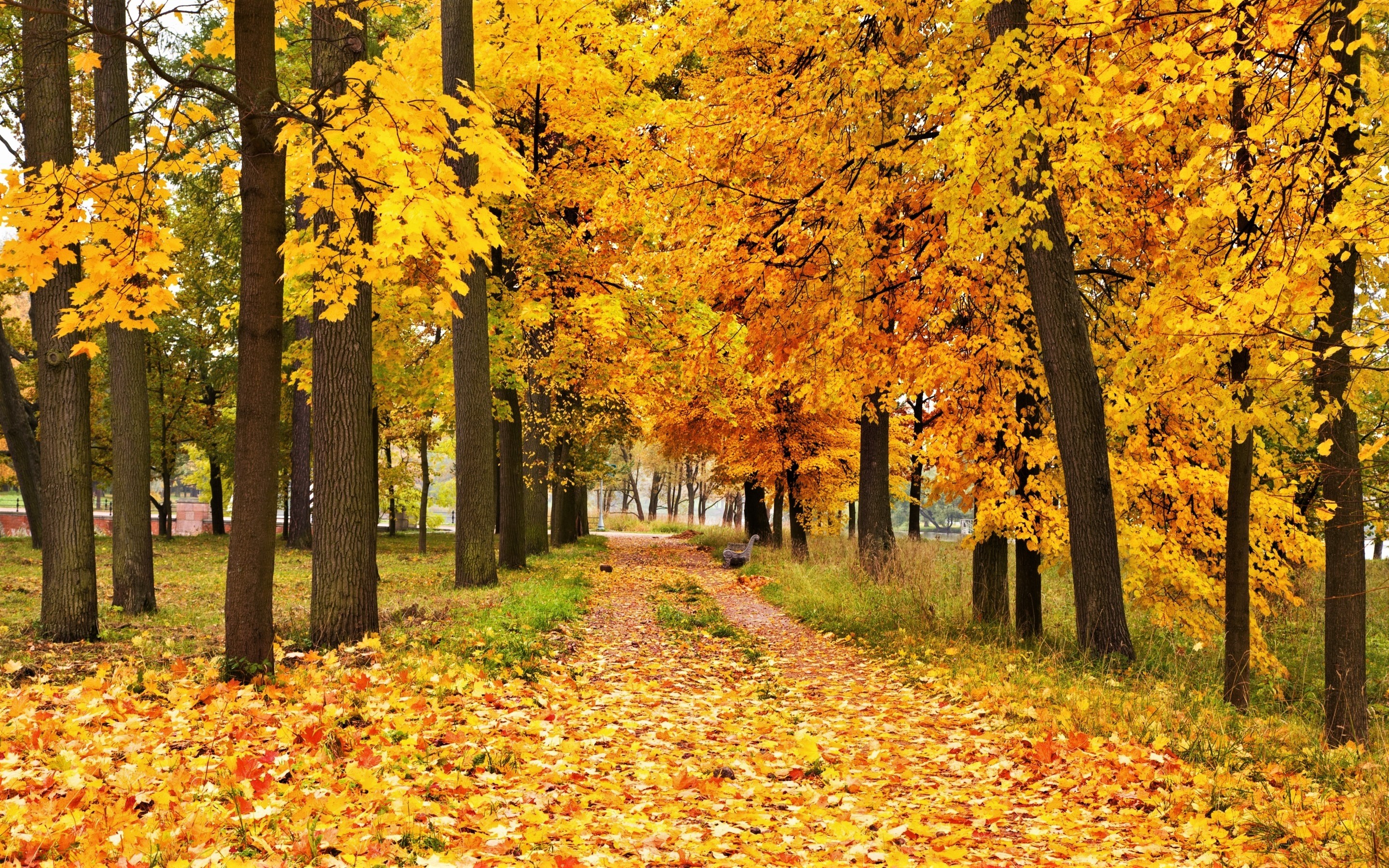 Free download wallpaper Tree, Fall, Earth, Path on your PC desktop