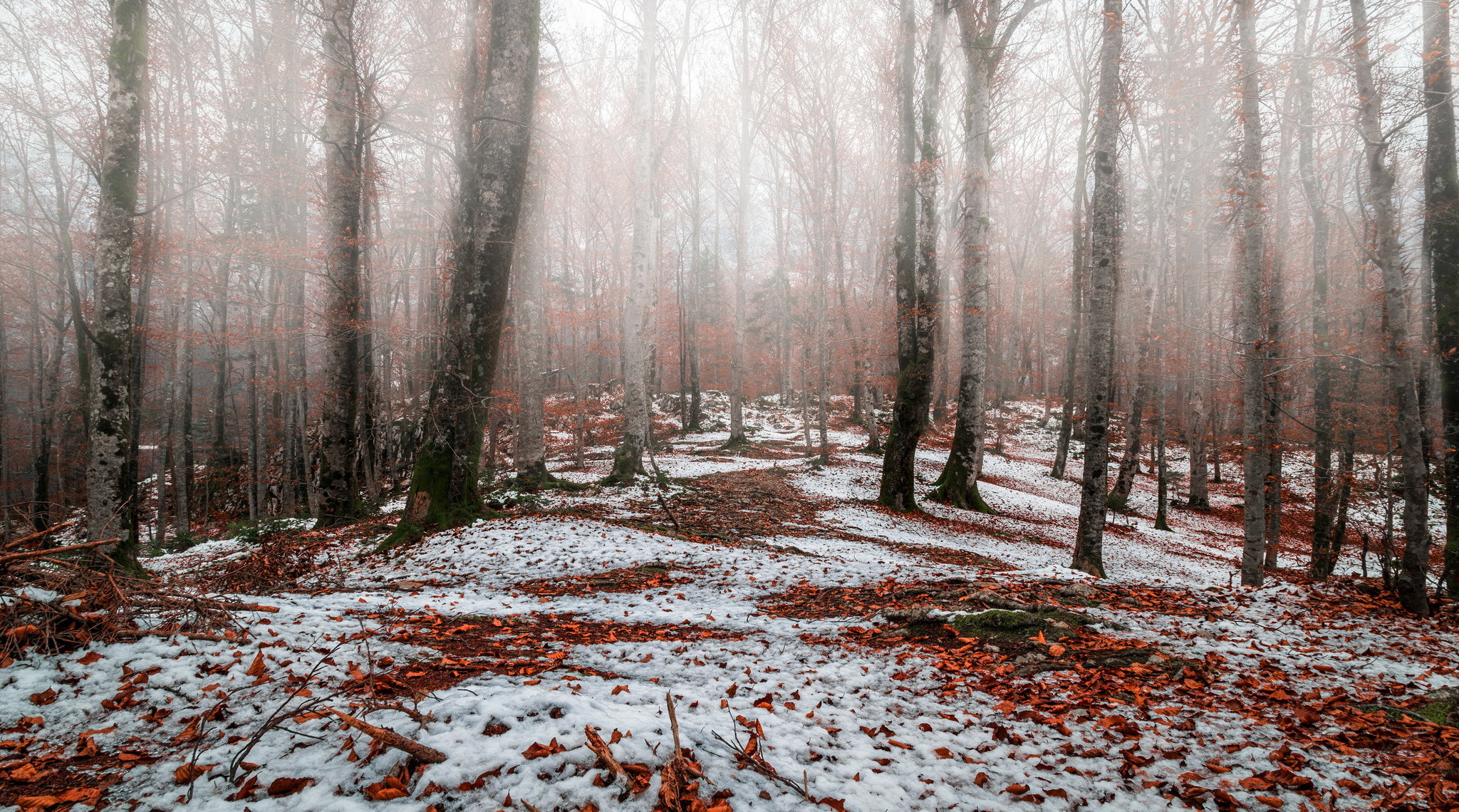 Baixe gratuitamente a imagem Inverno, Natureza, Neve, Floresta, Árvore, Terra/natureza, Neblina na área de trabalho do seu PC