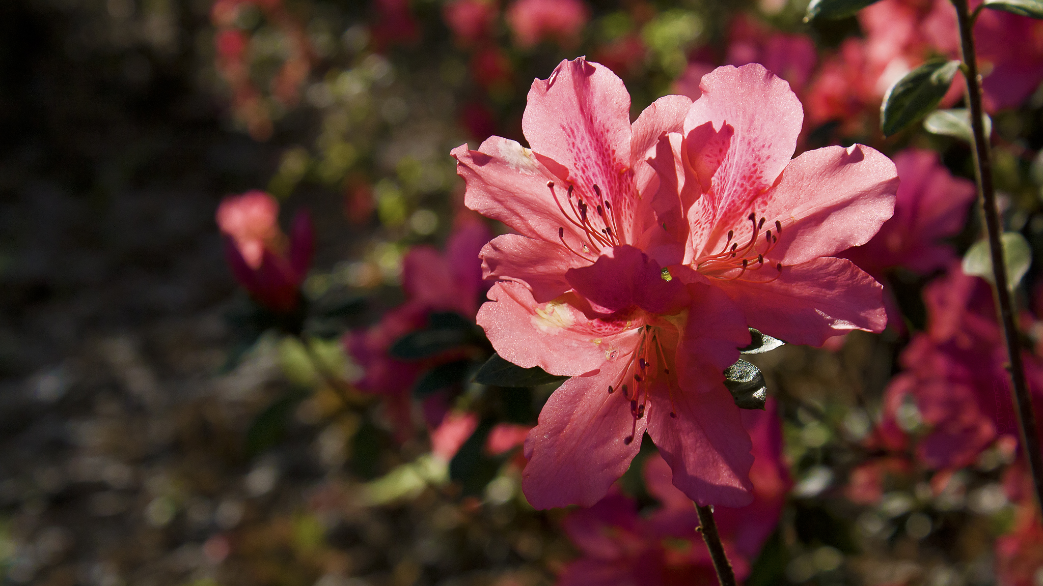 Baixe gratuitamente a imagem Flores, Flor, Terra/natureza na área de trabalho do seu PC