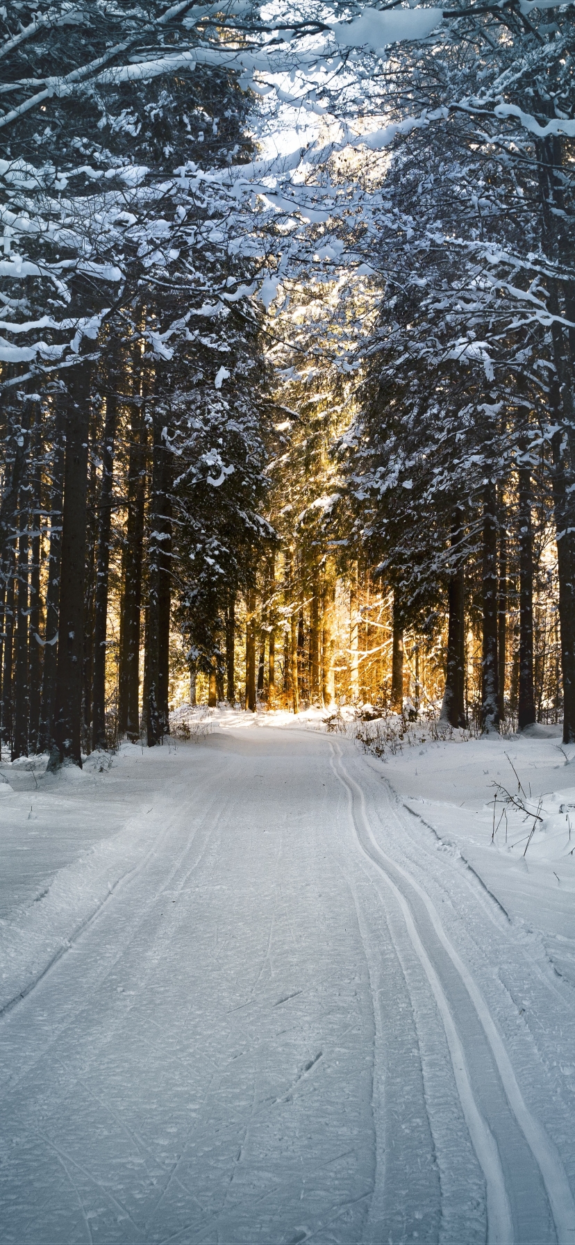 Download mobile wallpaper Winter, Nature, Snow, Forest, Tree, Earth for free.