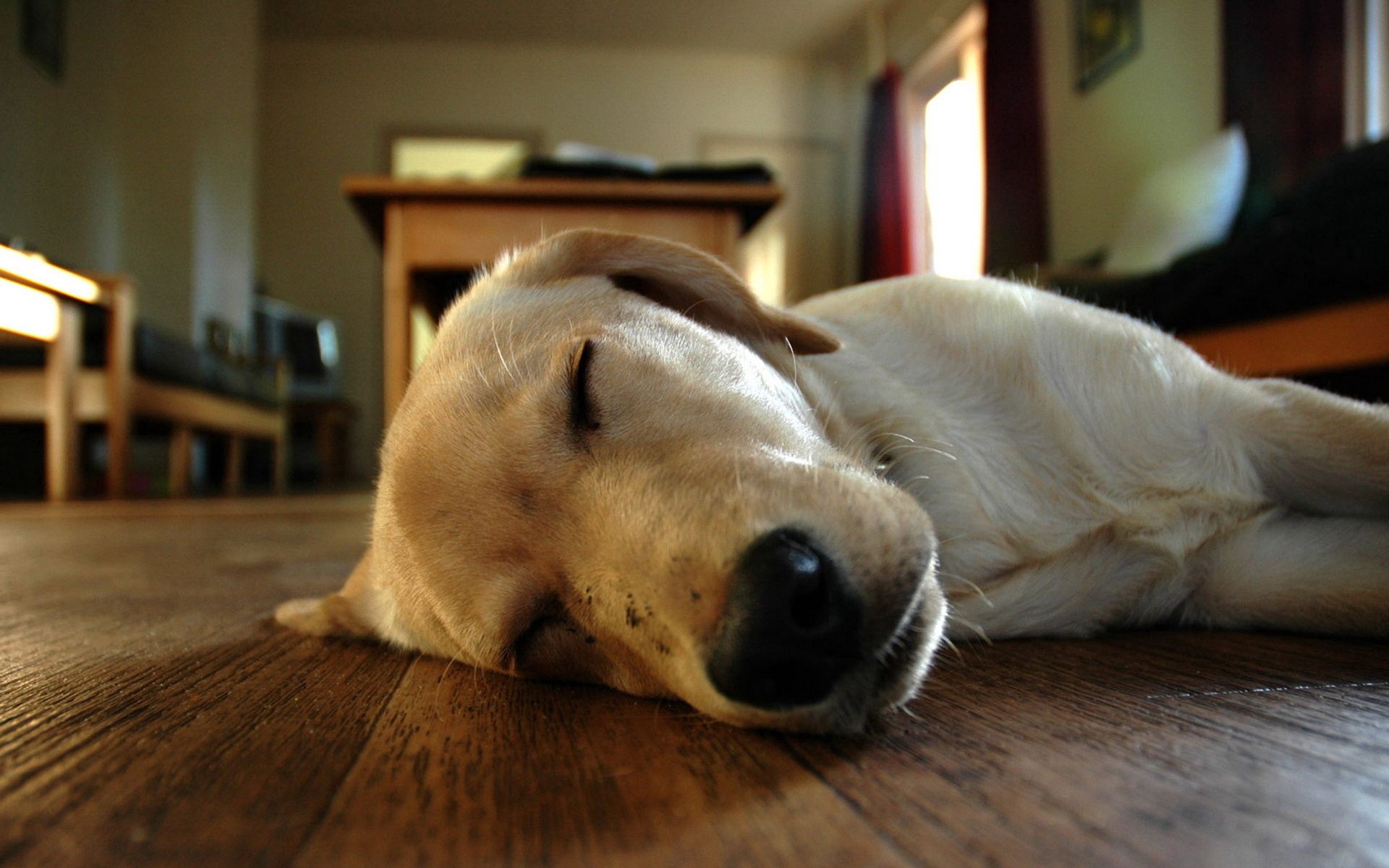 Download mobile wallpaper Dream, To Lie Down, Muzzle, Sleep, Lie, Dog, Animals for free.