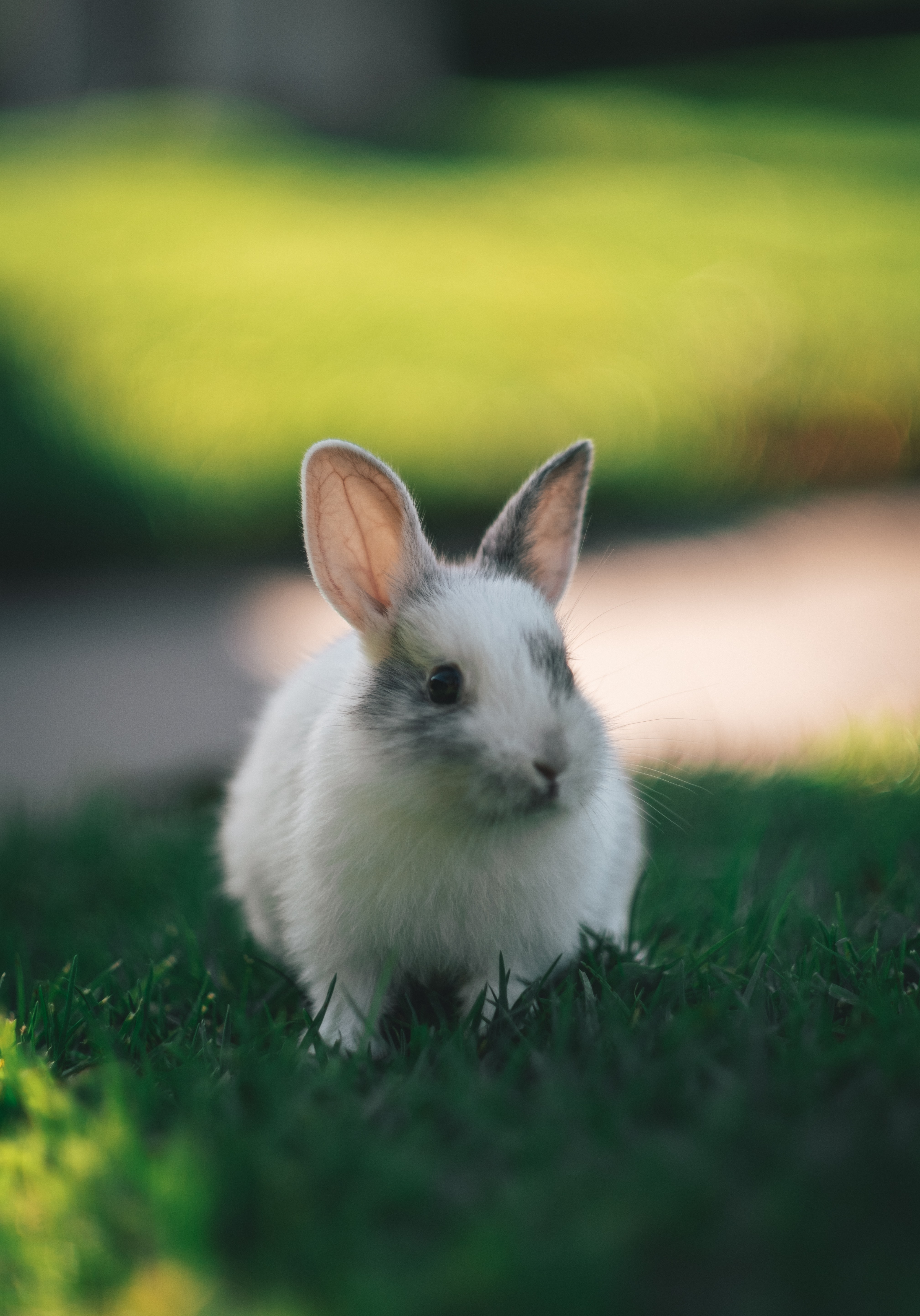 fluffy, nice, animals, grass, sweetheart, rabbit 4K