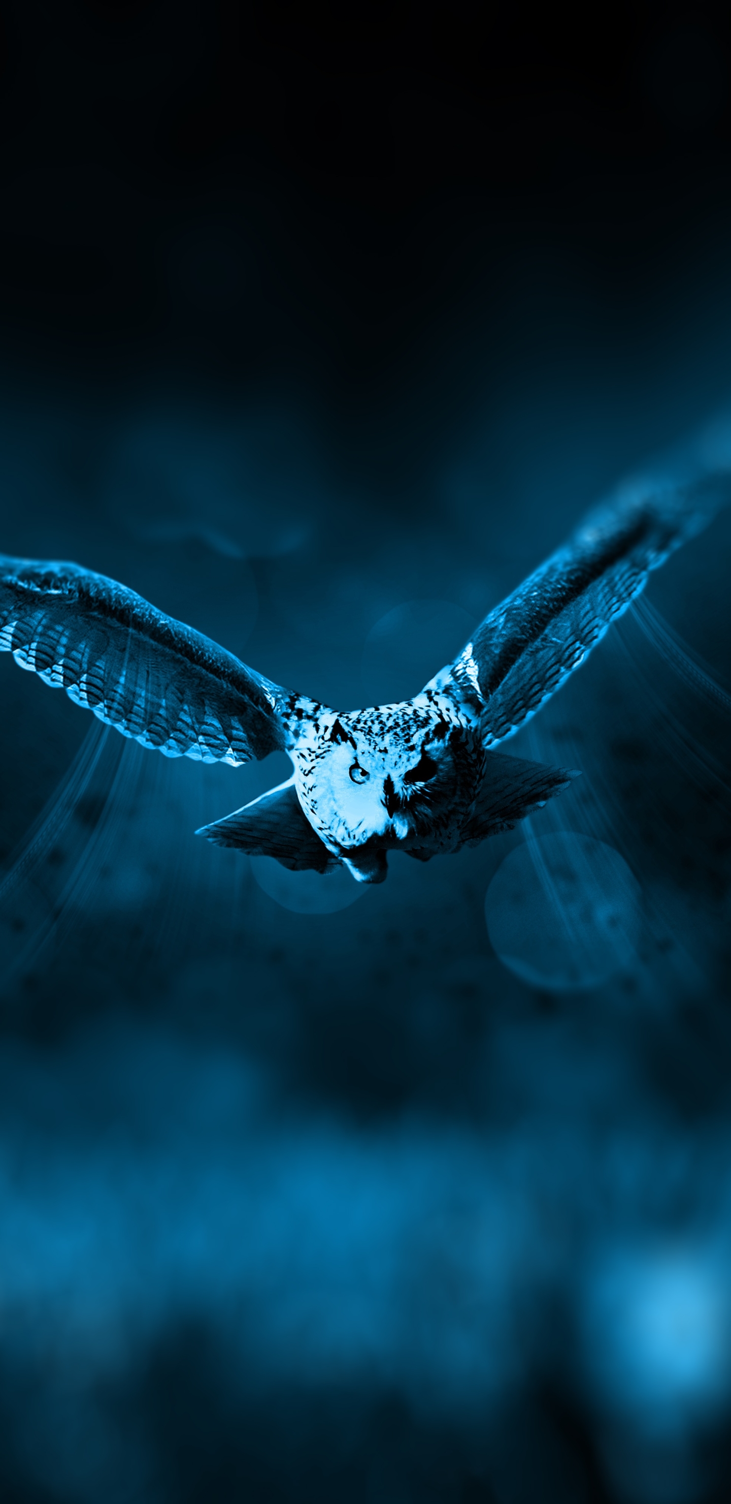 Free download wallpaper Birds, Night, Owl, Bird, Animal, Bokeh on your PC desktop