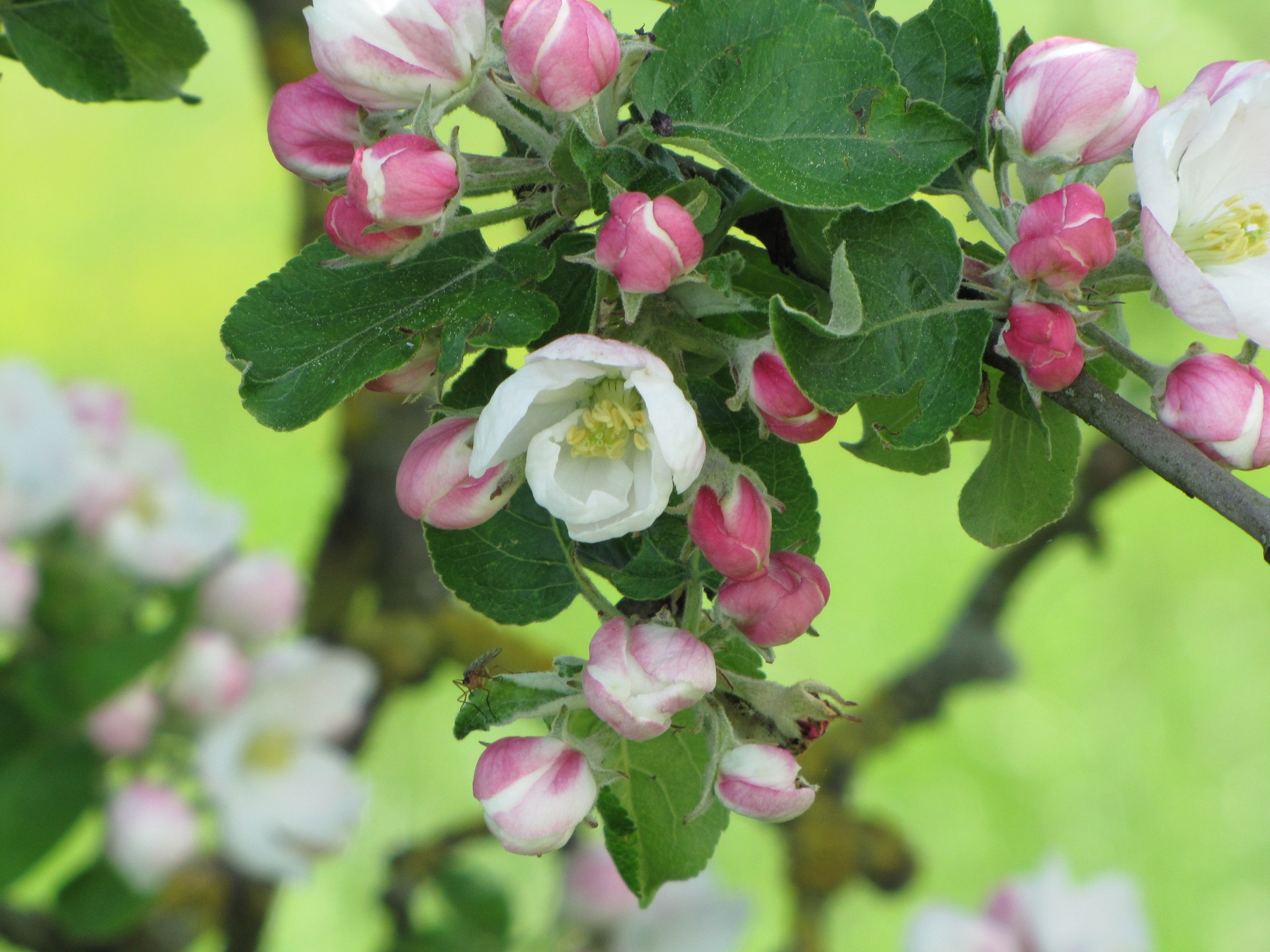 Free download wallpaper Nature, Flower, Earth, Blossom, Apple Blossom on your PC desktop