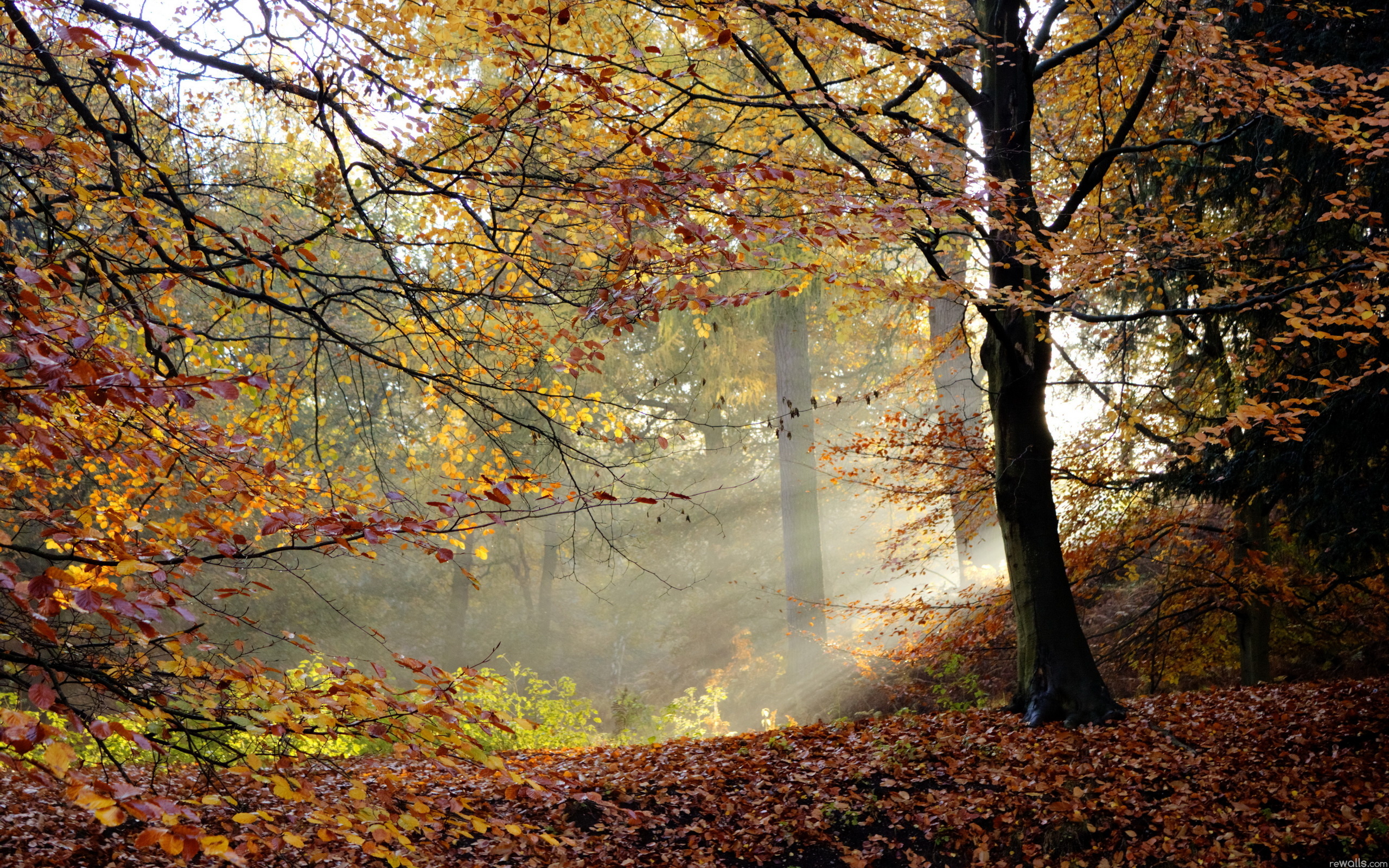 Handy-Wallpaper Wald, Erde/natur kostenlos herunterladen.