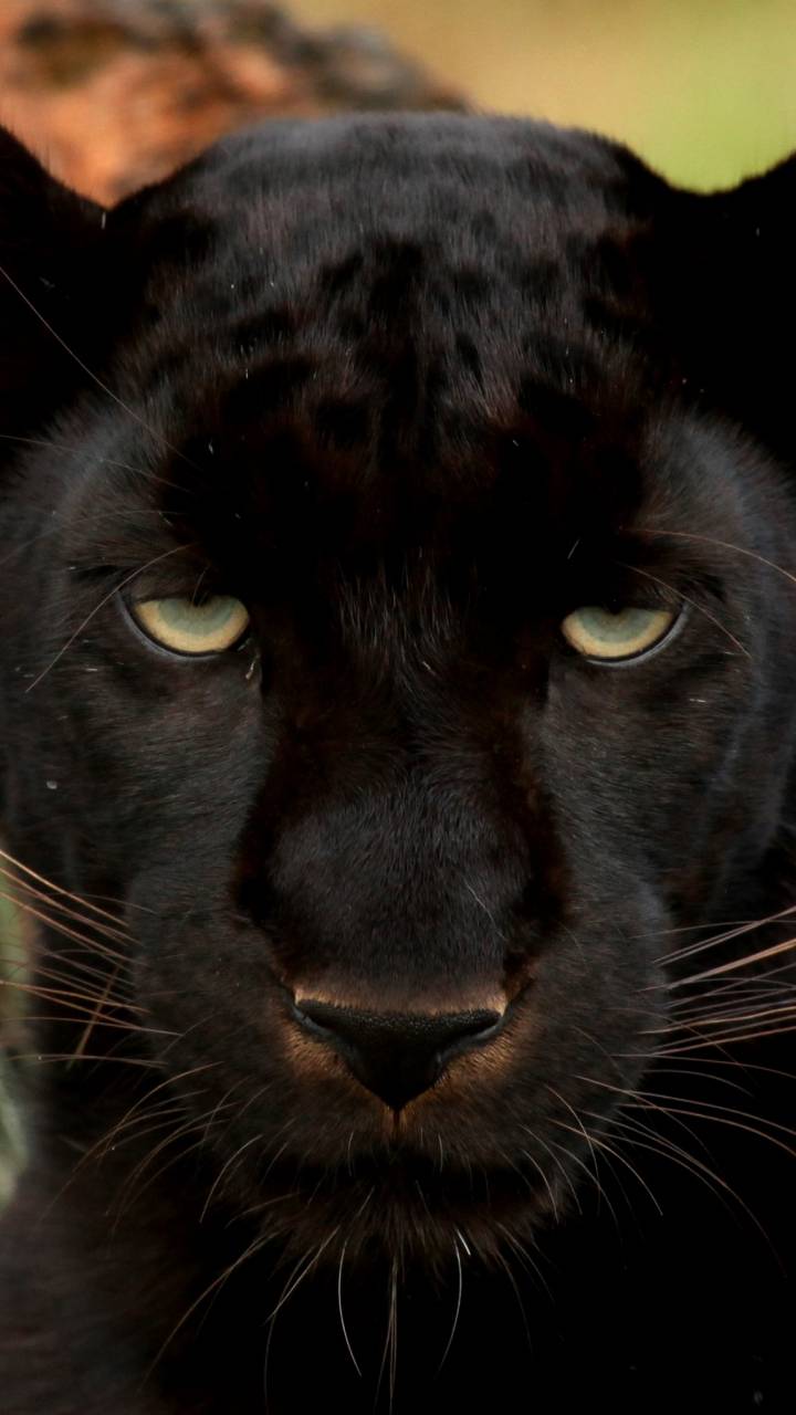 Download mobile wallpaper Cats, Animal, Face, Black Panther for free.