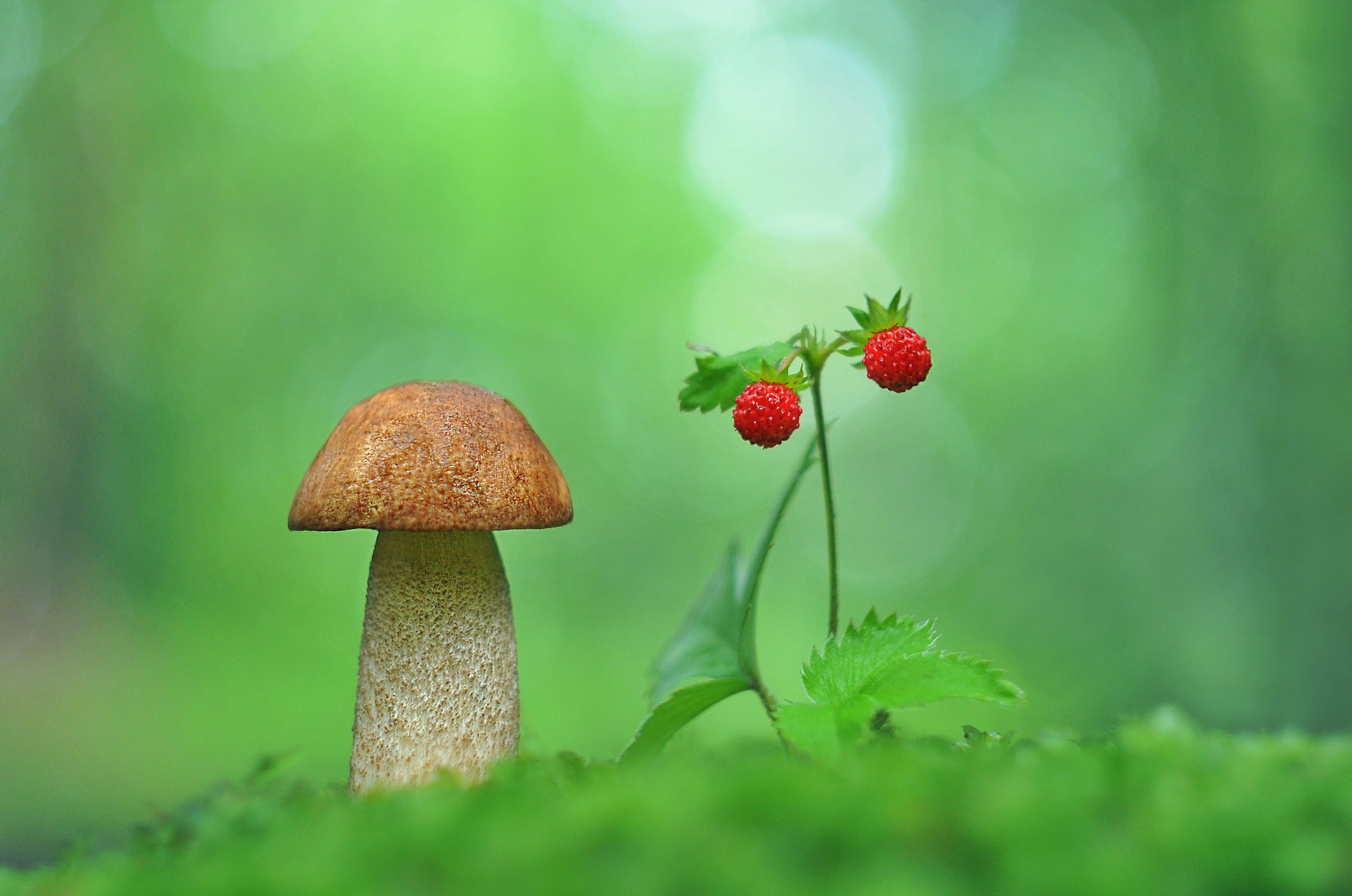 Download mobile wallpaper Strawberry, Close Up, Earth, Mushroom for free.