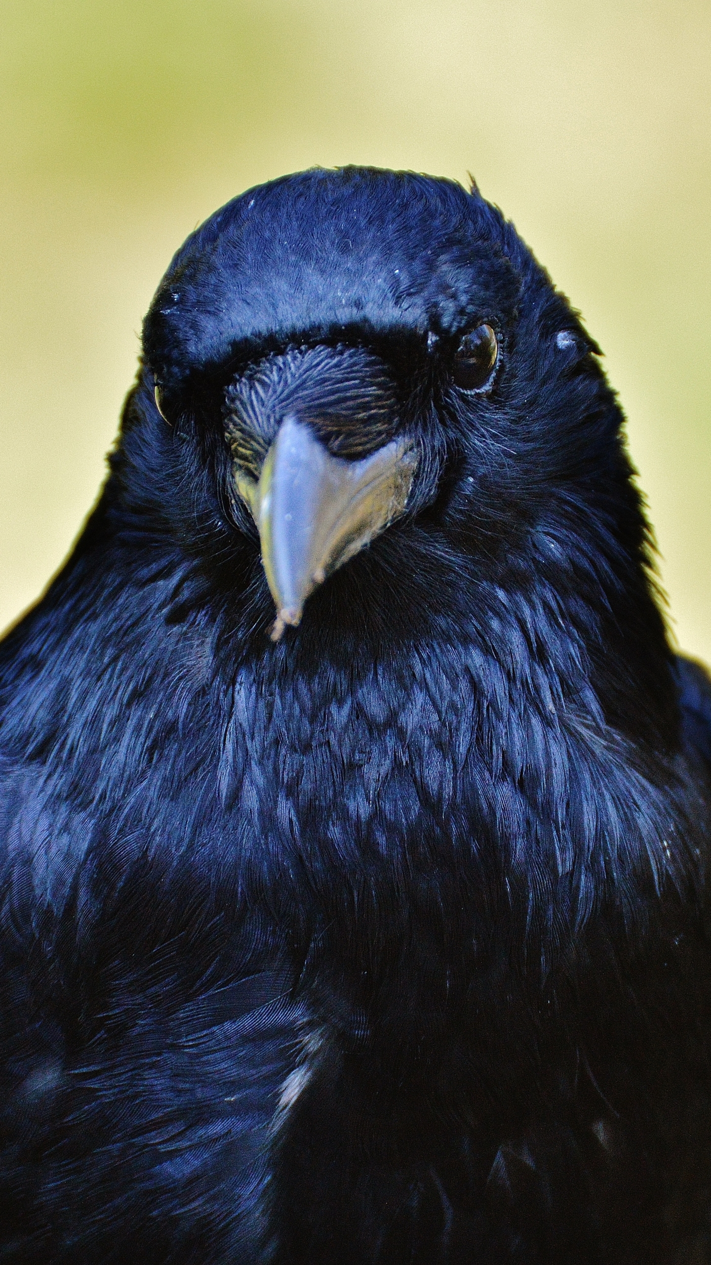 Free download wallpaper Birds, Bird, Beak, Animal, Raven on your PC desktop