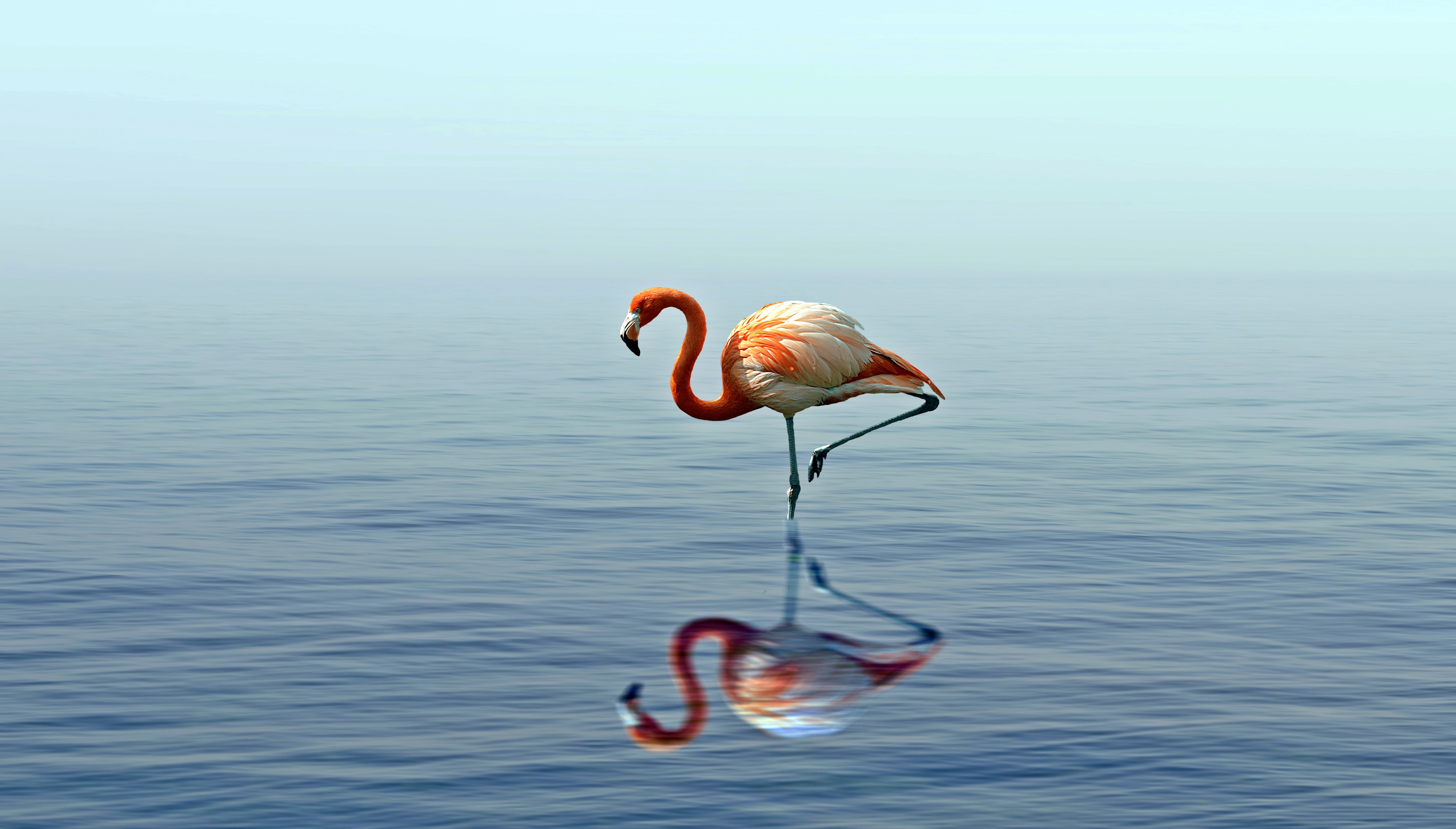 92482 скачать обои фламинго, вода, птица, животные, отражение, озеро, стоит - заставки и картинки бесплатно